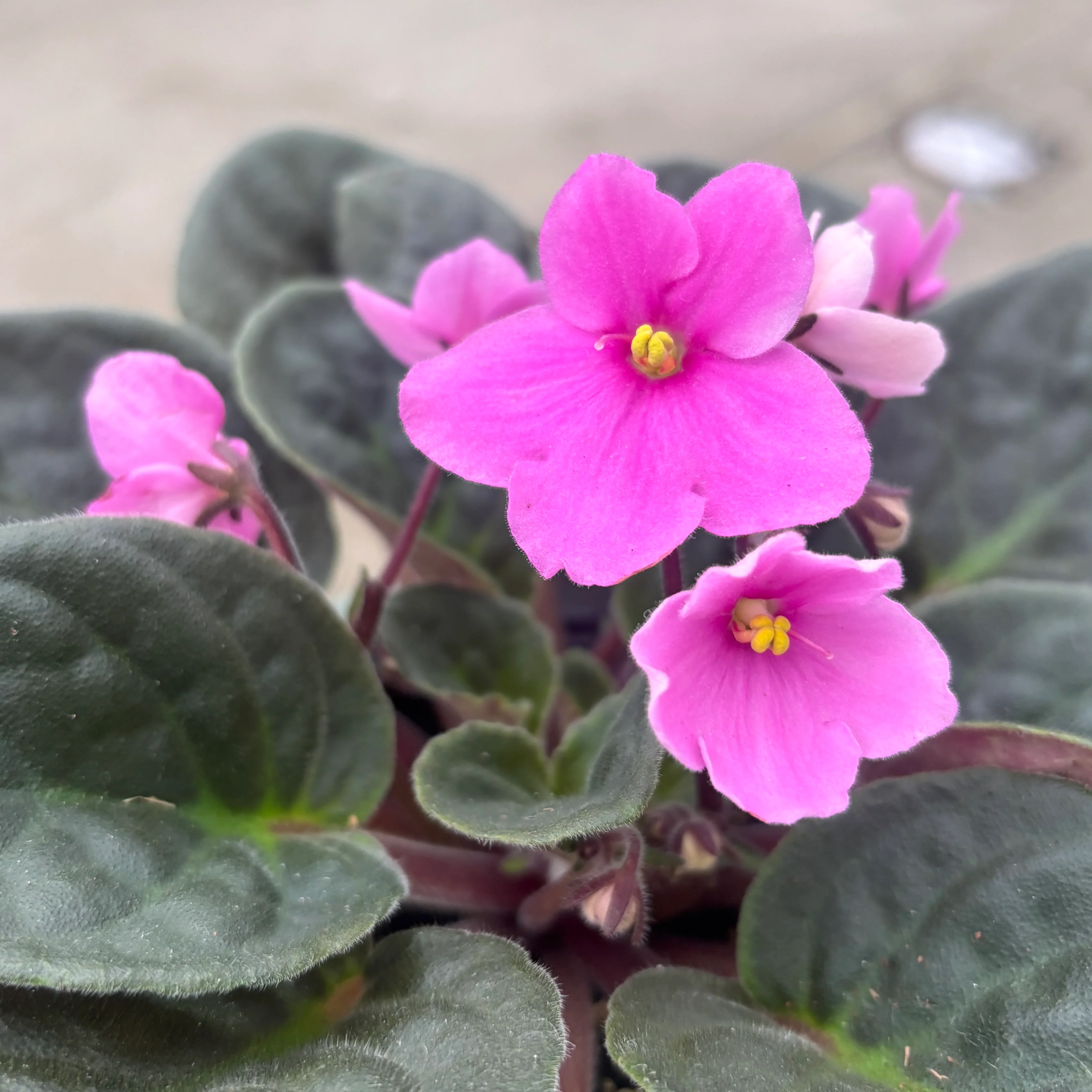 Saintpaulia Voila Light Pink – violete africane