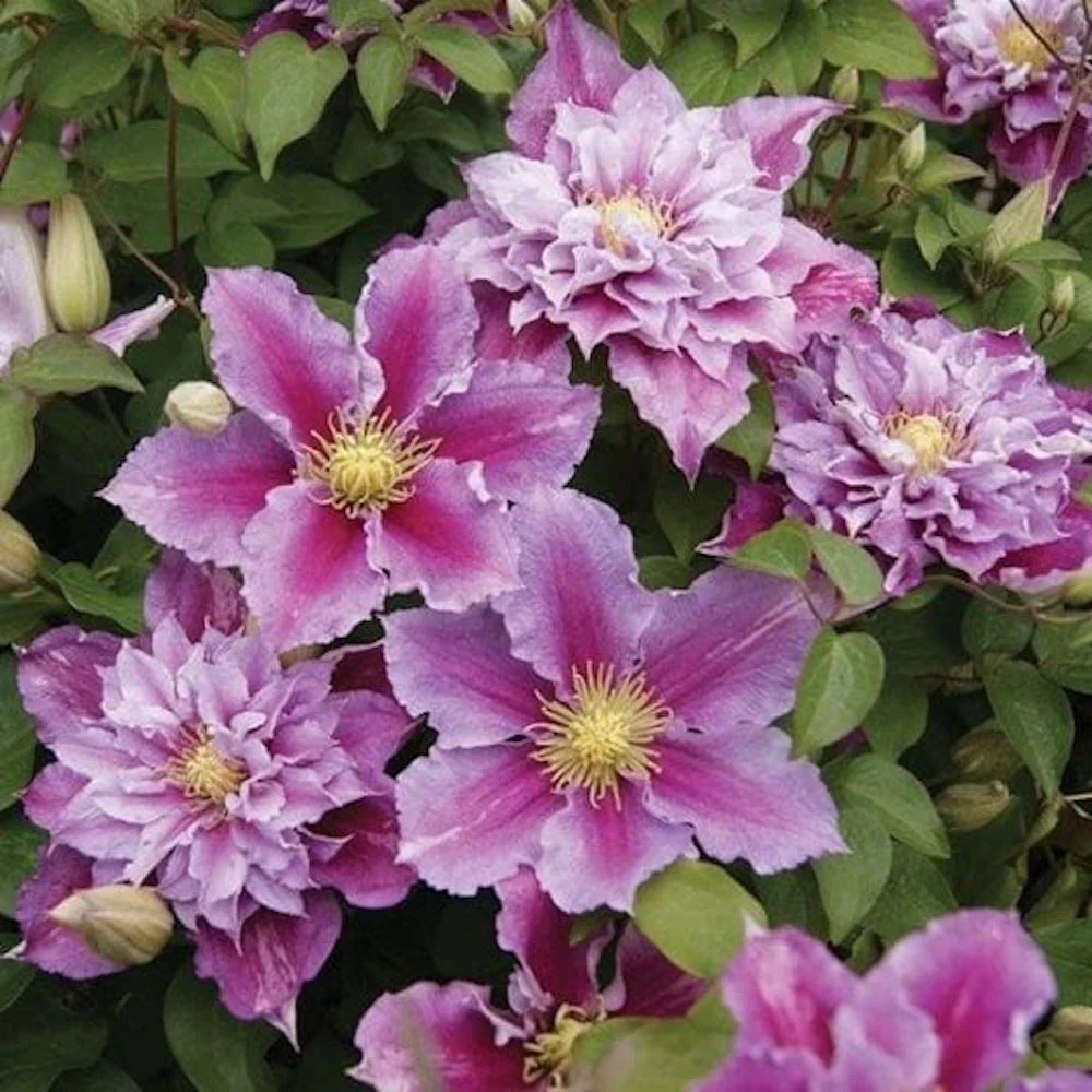 Clematite – Clematis 'Piilu’ (Early Large-flowered Group)