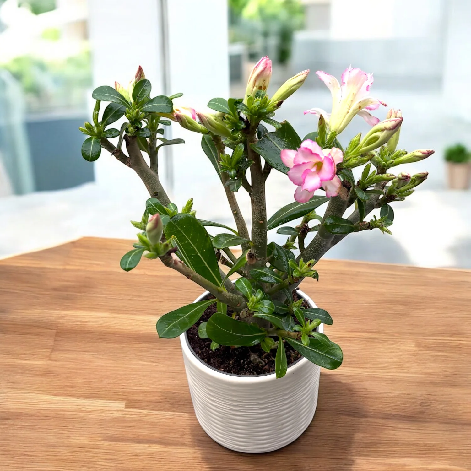 Adenium obesum 'Pink Star’ (trandafirul desertului)