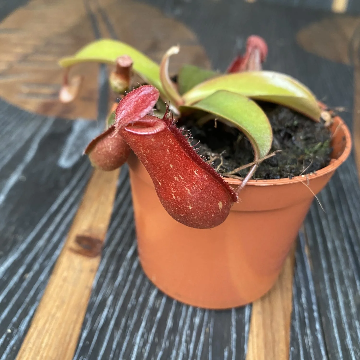 Nepenthes Bloody Mary – O planta carnivora spectaculoasa!