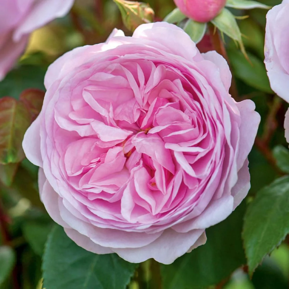 Rosa ‘Olivia Rose Austin’® – Trandafir englezesc, David Austin