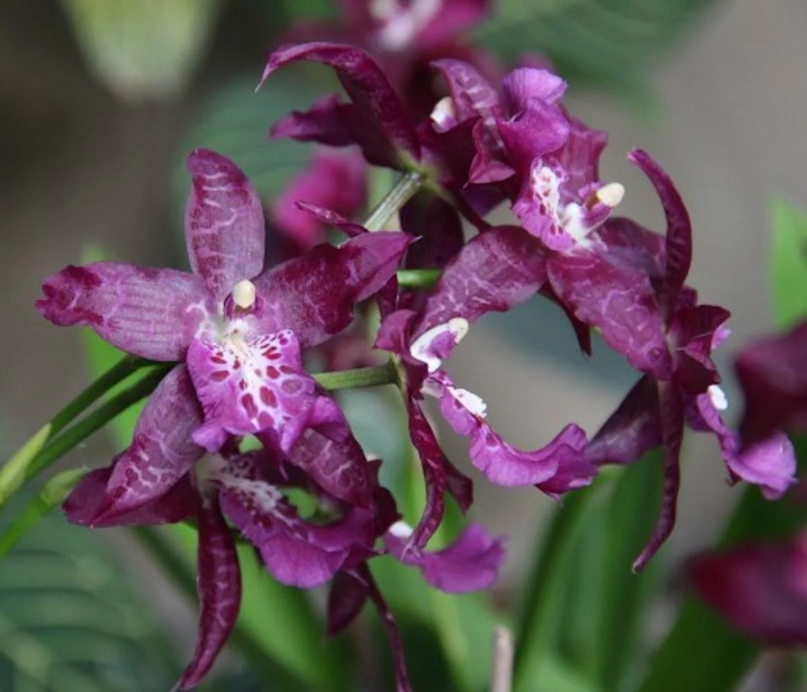 Aliceara (Beallara) Peggy Ruth Carpenter Jem