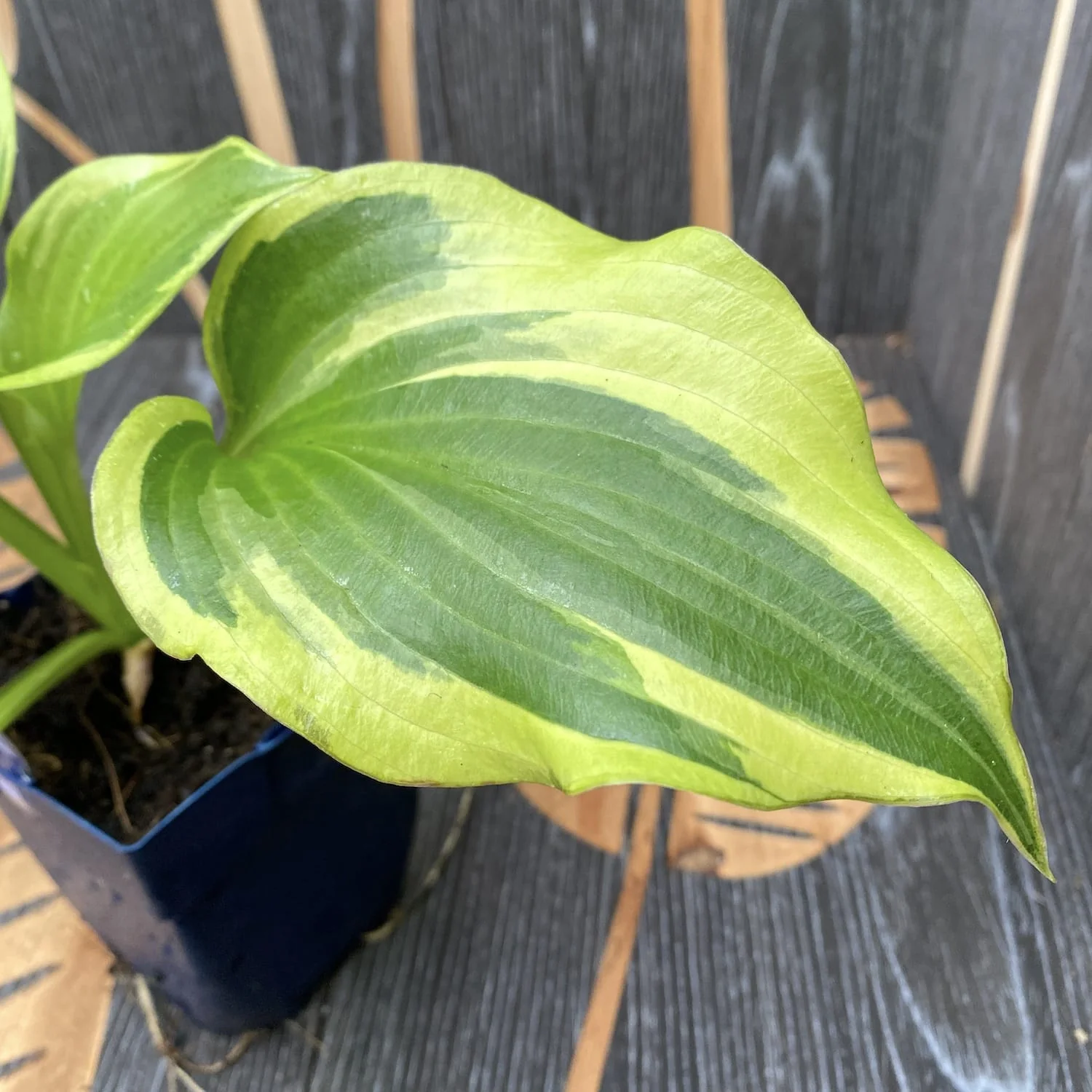 Hosta 'Permafrost’ (Plantain Lily 'Permafrost’) – crin de toamna