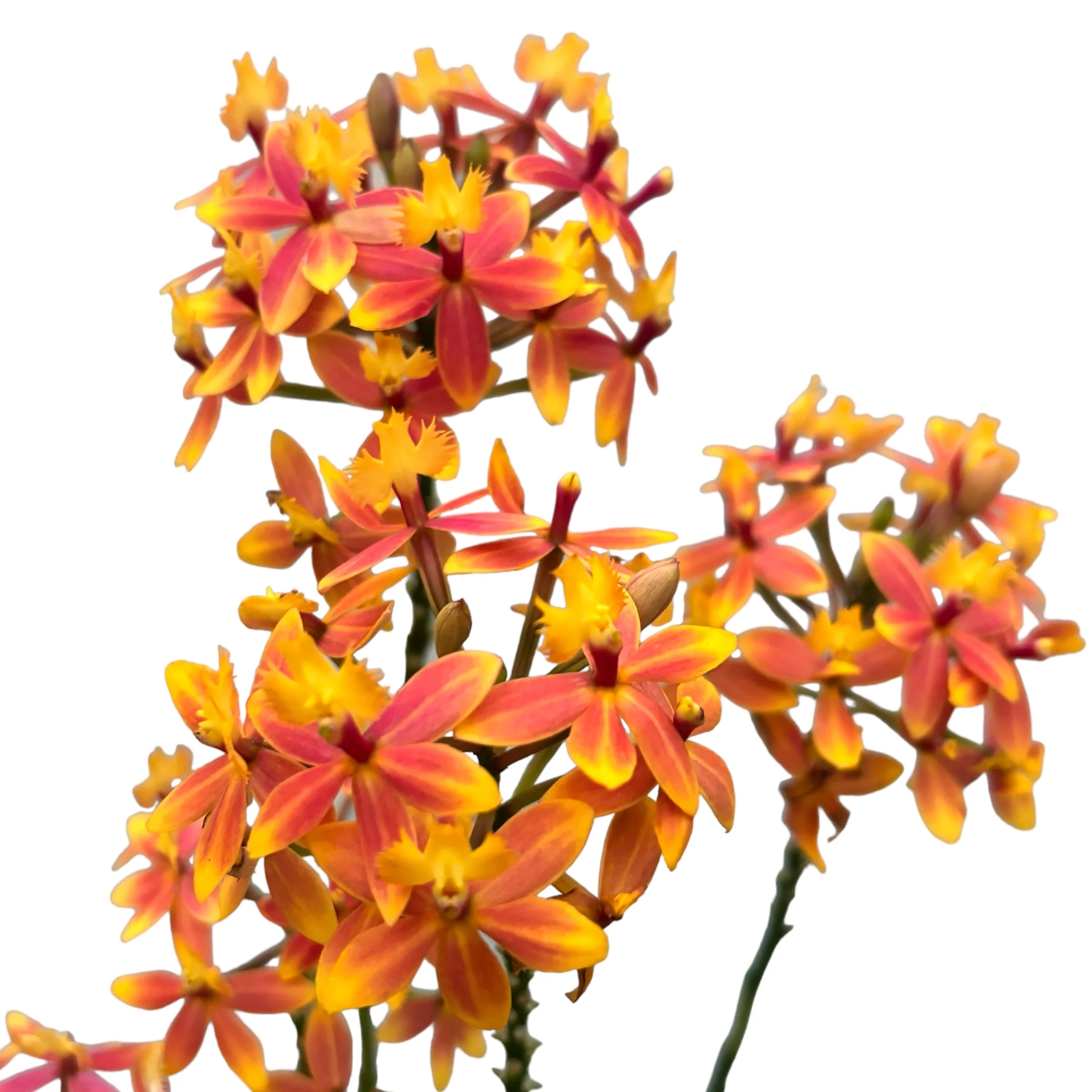 Epidendrum radicans – exemplar unicat