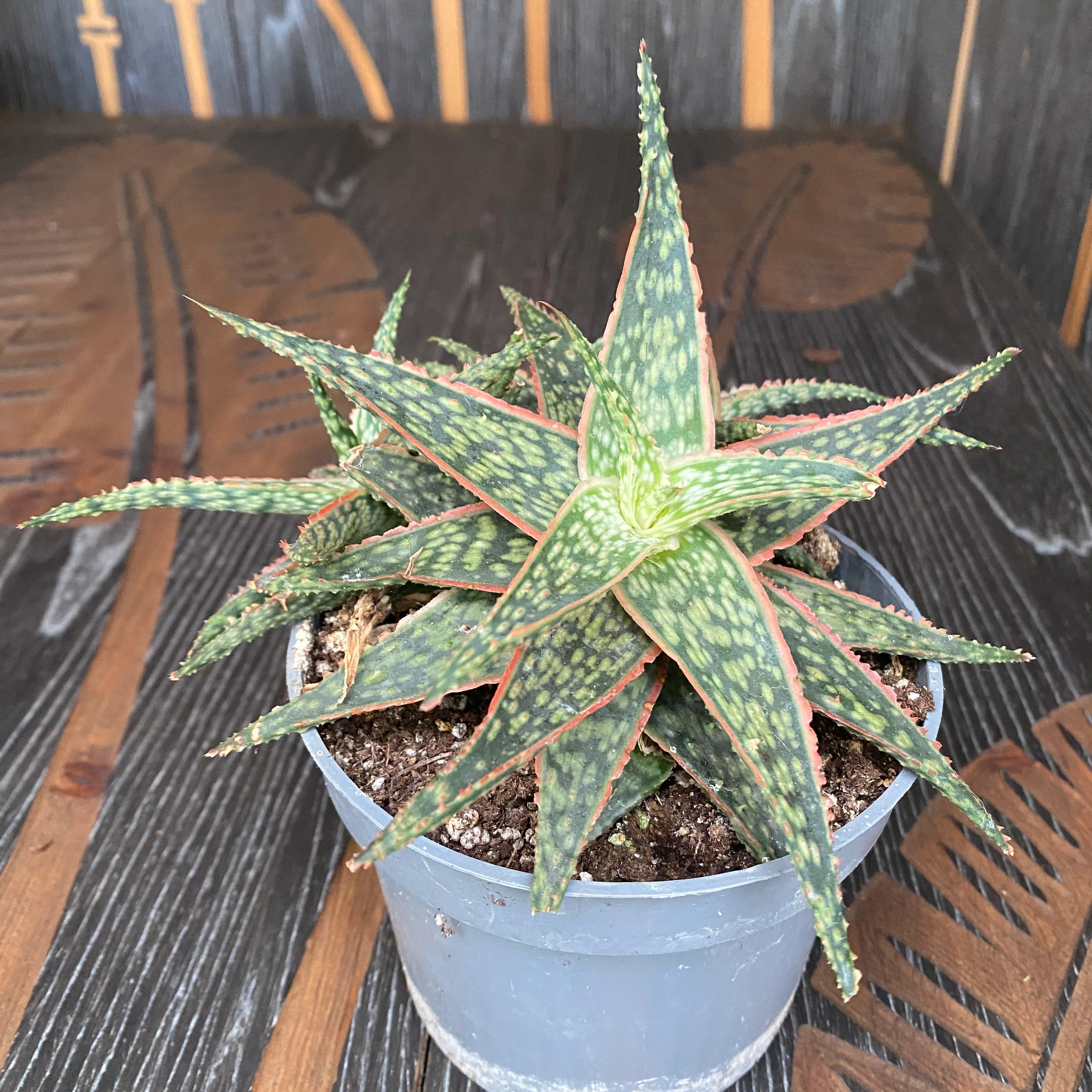 Aloe 'Red Shade’
