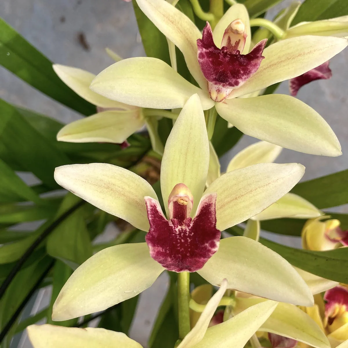 Cymbidium 'Jaina’ (curgator)
