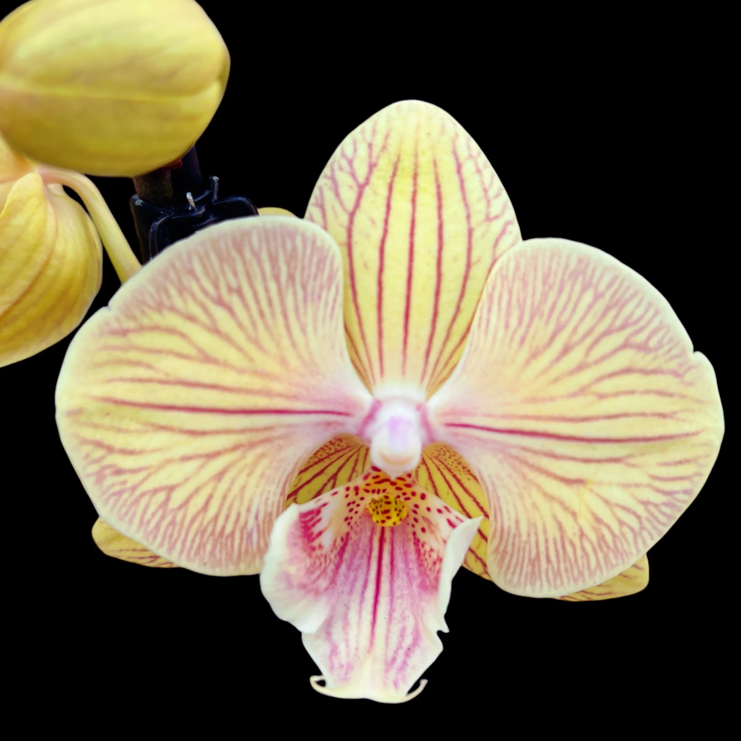 Phalaenopsis 'Zalm’ big lip