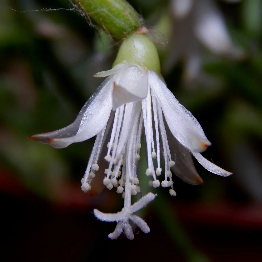 Rhipsalis cereuscula – coral cactus (neinflorita)