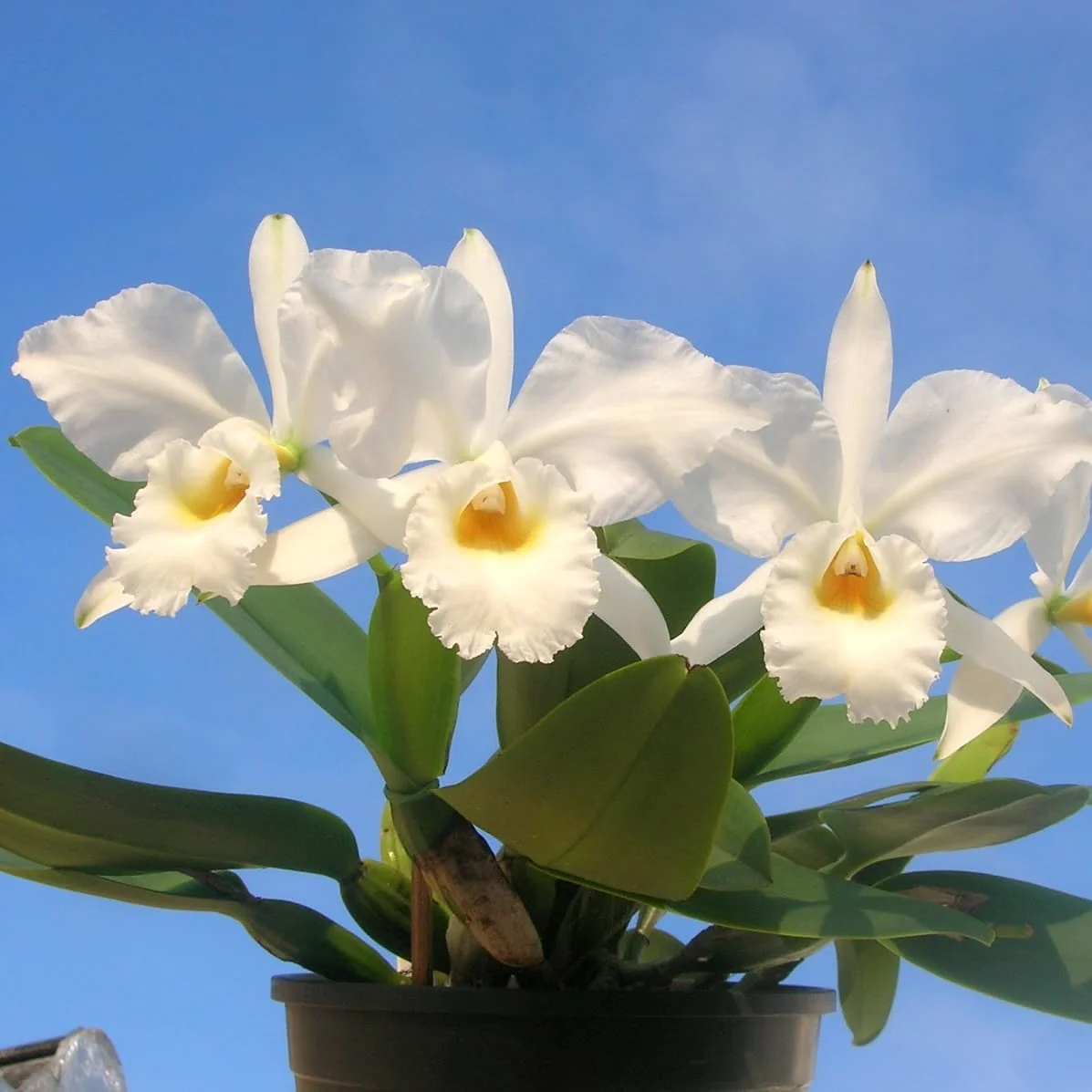 Cattleya labiata var. alba – parfumata