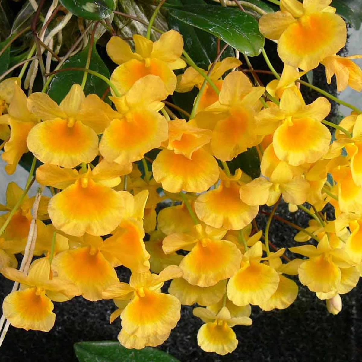Dendrobium jenkinsii (Jenkins’s Dendrobium)