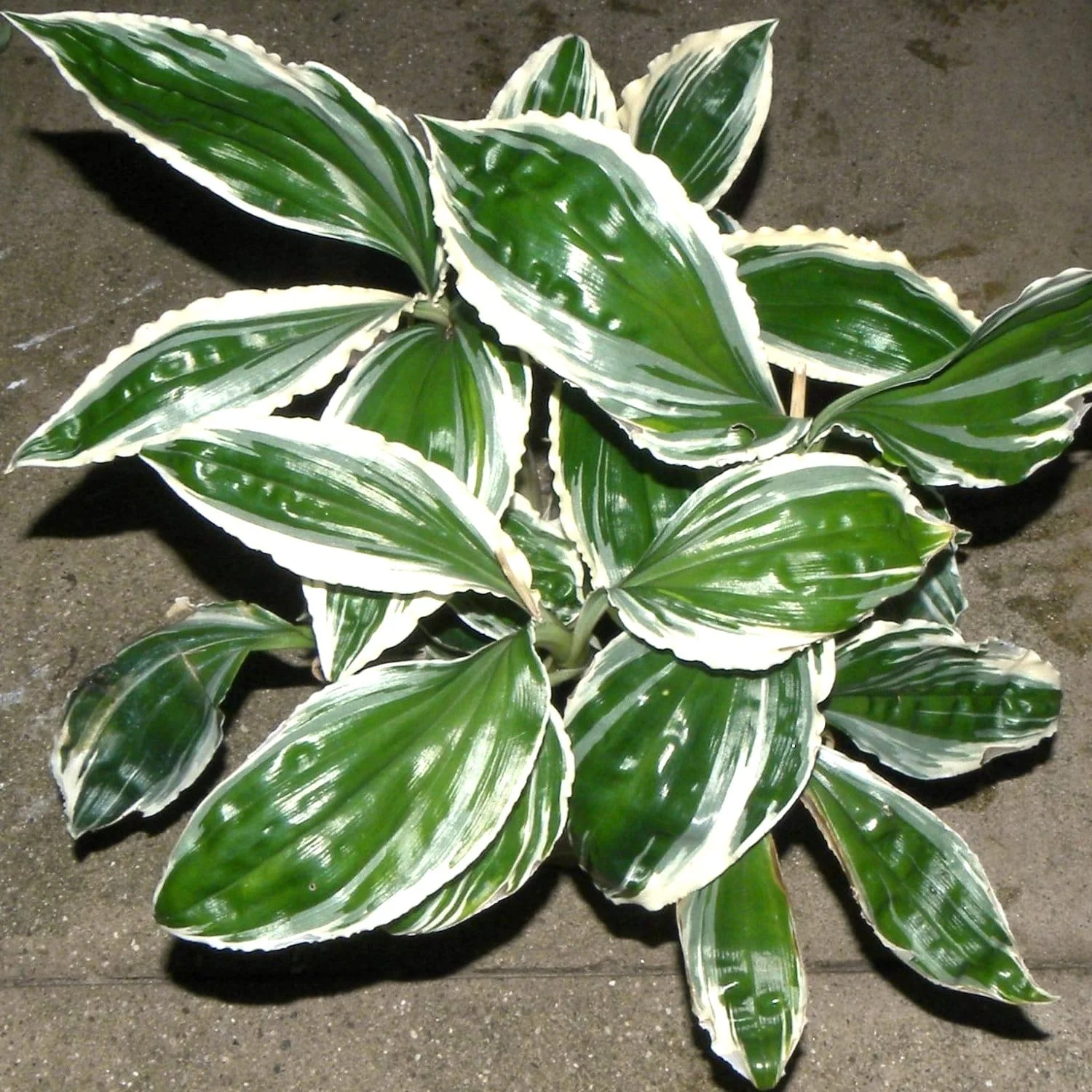 Liparis formosana 'Variegata’ (Jewel Orchid)