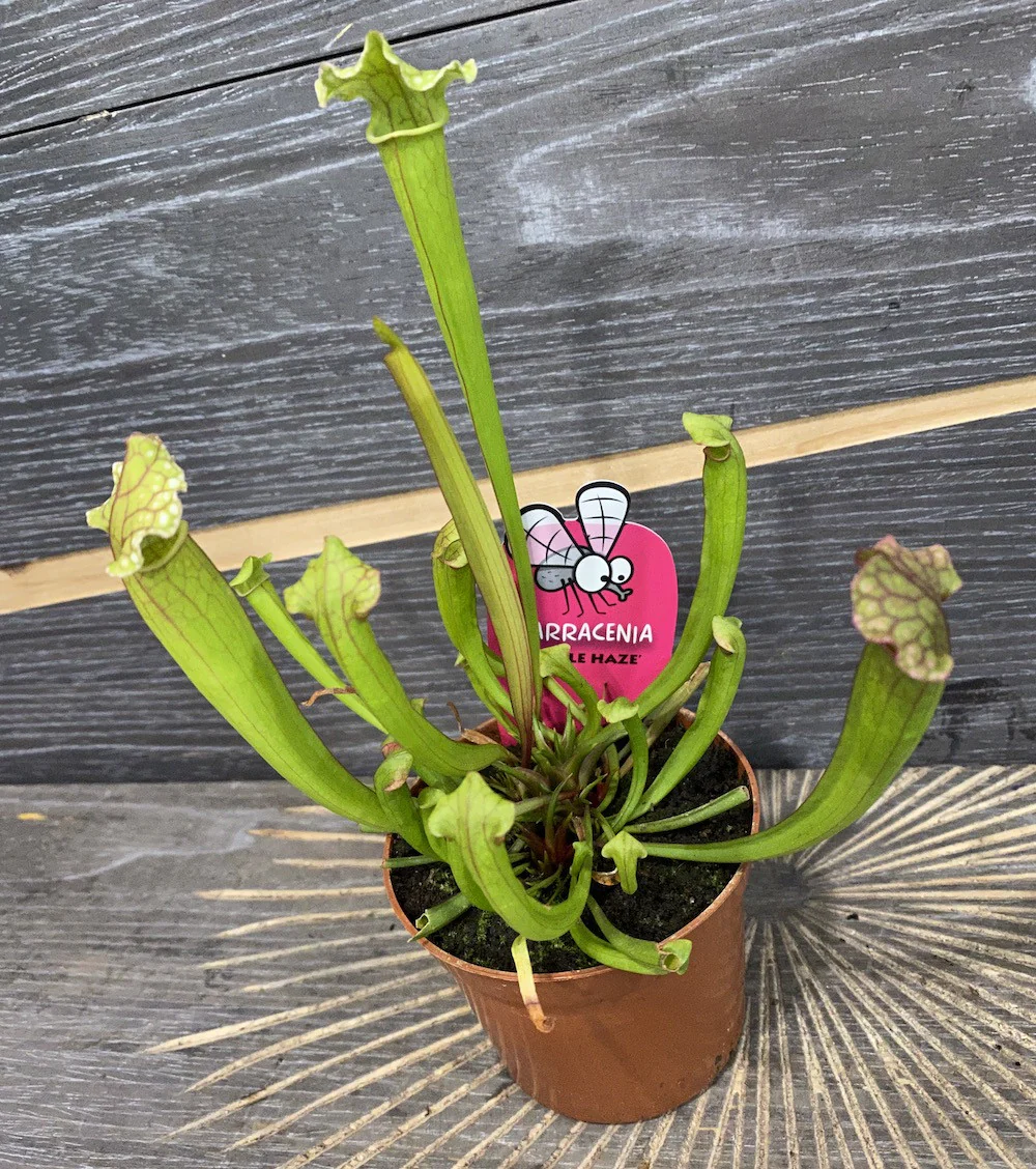 Sarracenia Purple Haze – planta ulcior