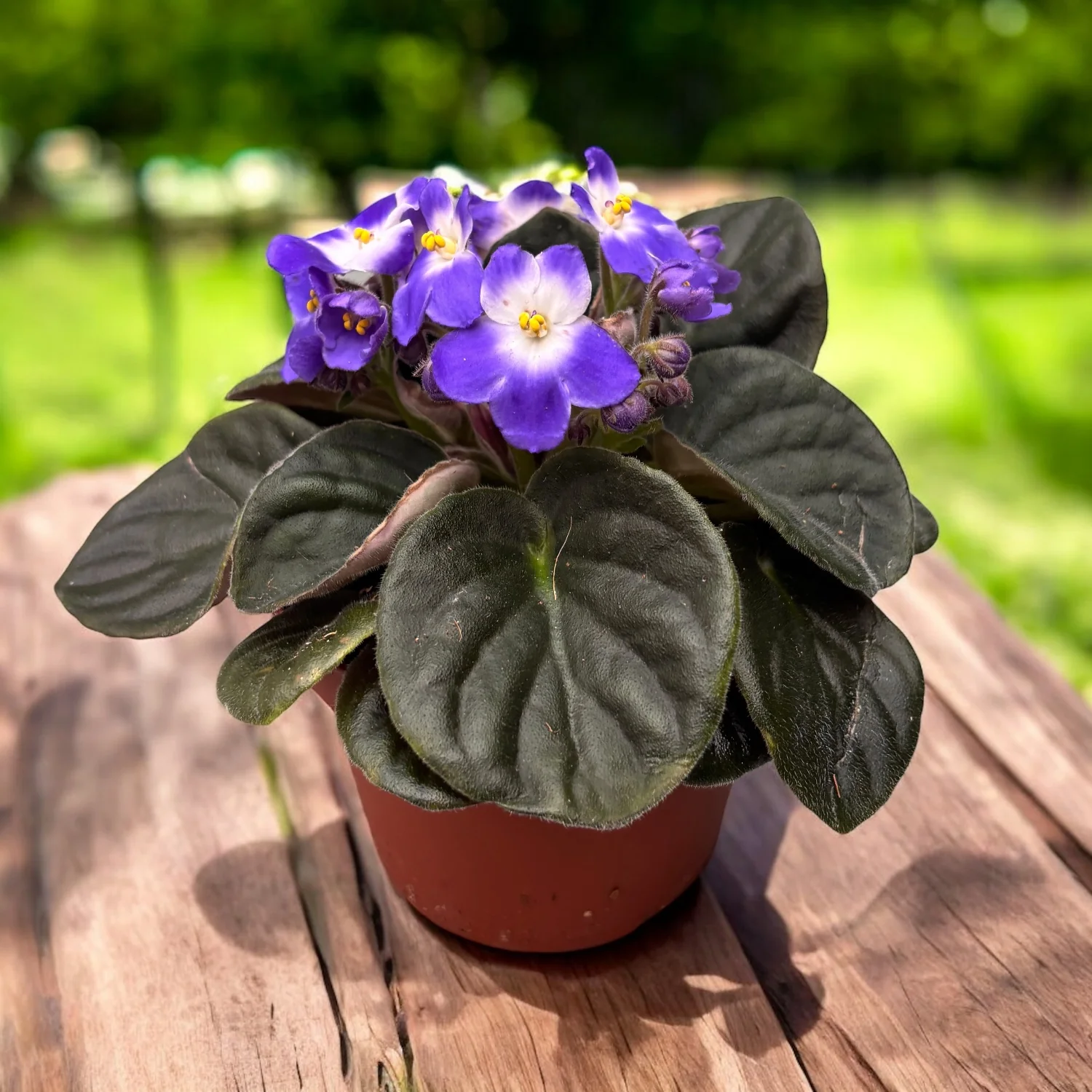 Violete bicolore – Saintpaulia Trendy Blue