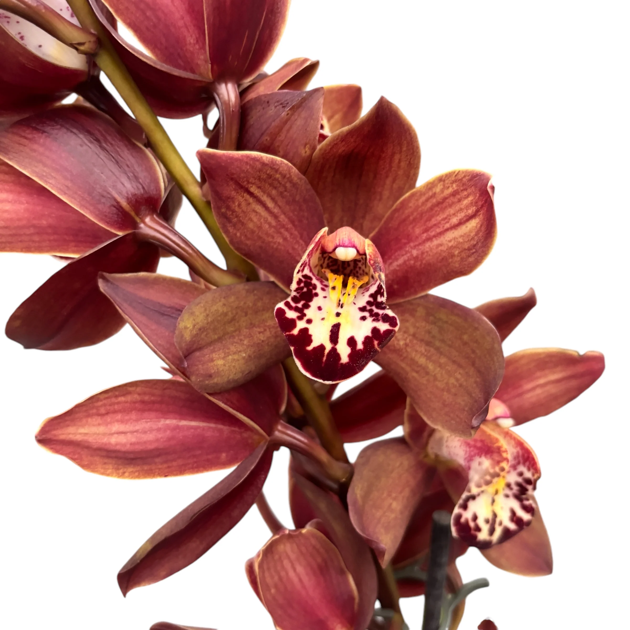 Cymbidium Aurora
