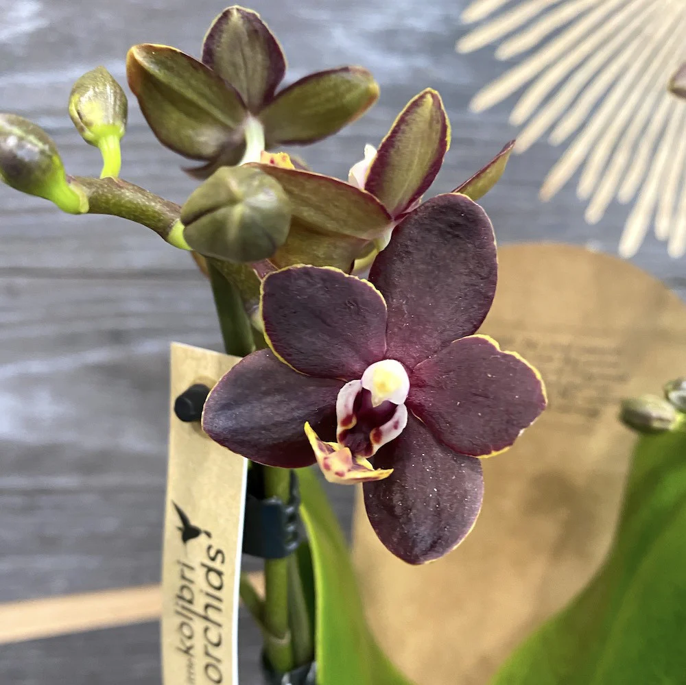 Phalaenopsis Chiada Stacy 'Divine Chocolate’ – flori parfumate