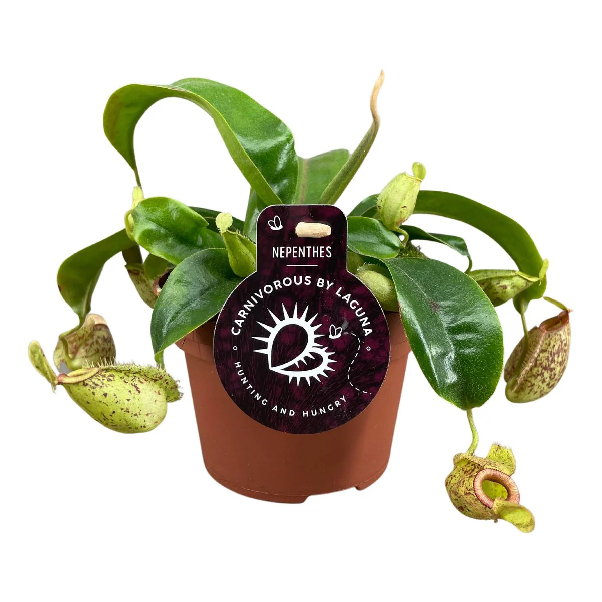 Nepenthes Hookeriana – O planta carnivora spectaculoasa!