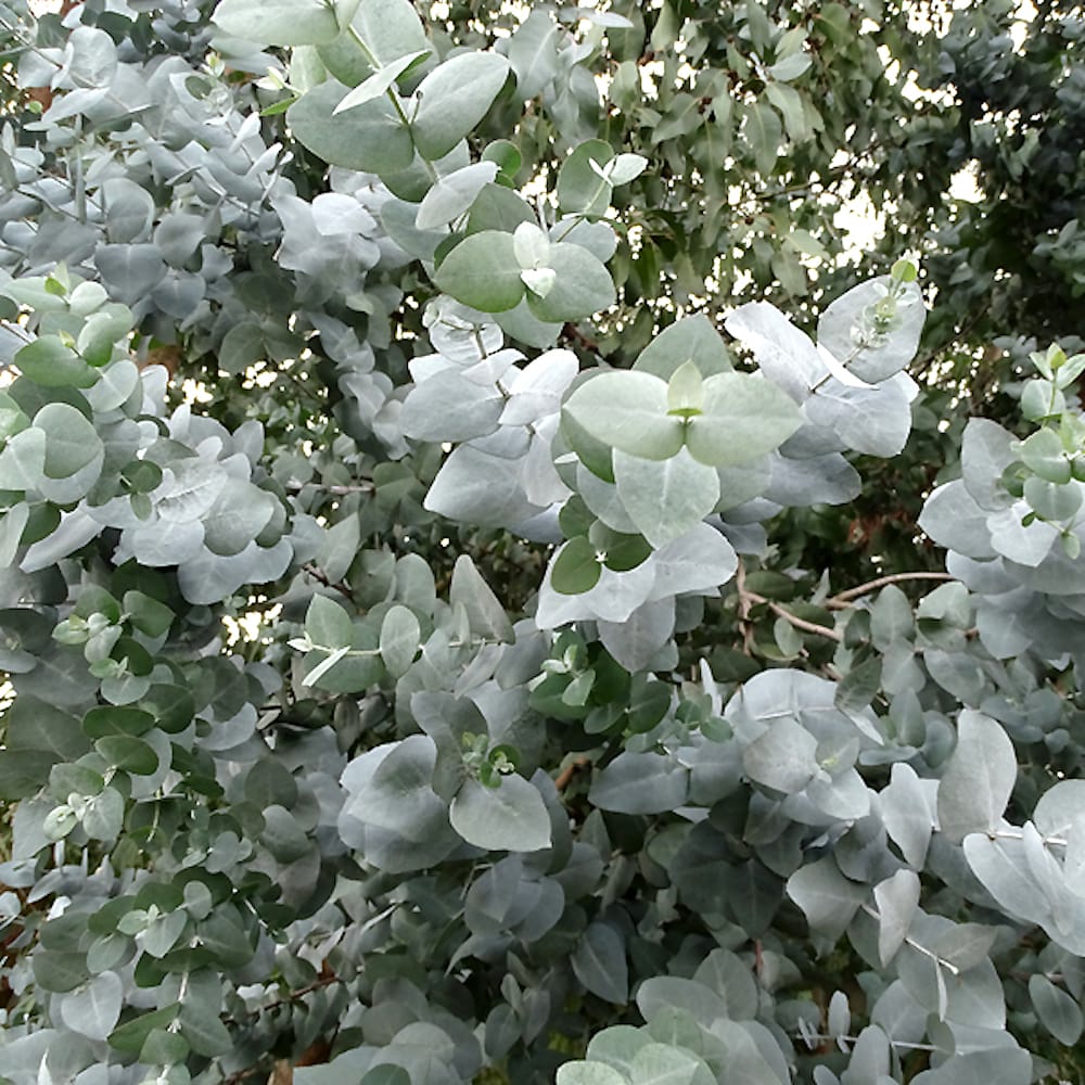 Eucalipt – Eucalyptus cordata
