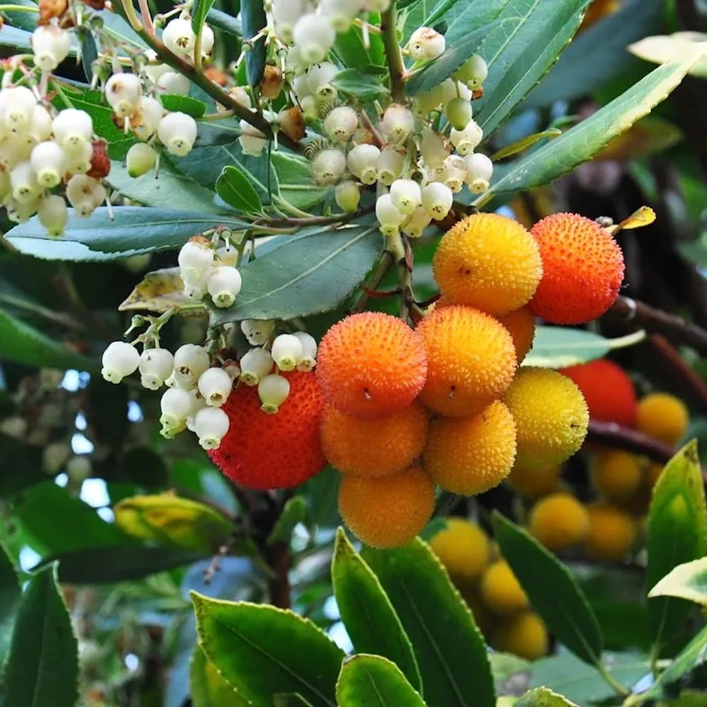 Arborele de capsuni – Arbutus unedo 'Compacta’