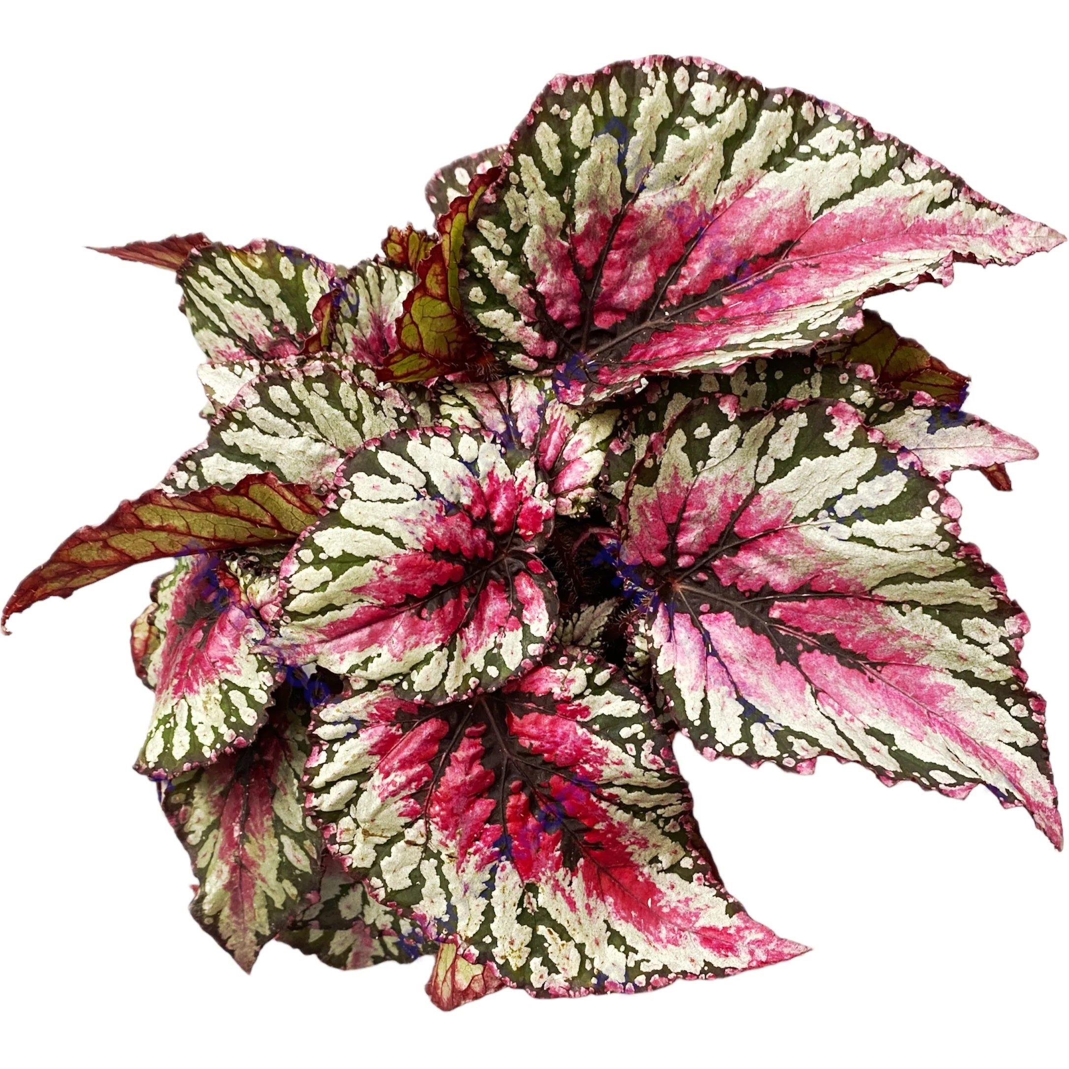 Begonia Magic Colours 'Salsa’