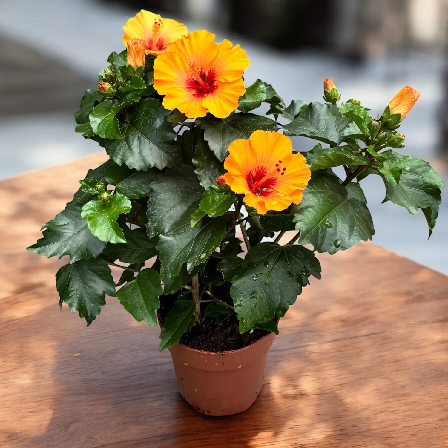 Hibiscus Petite Orange (2 plante/ghiveci)
