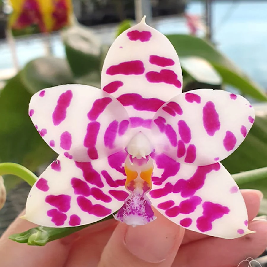 Phalaenopsis KS Super Zebra '183′ *flori parfumate