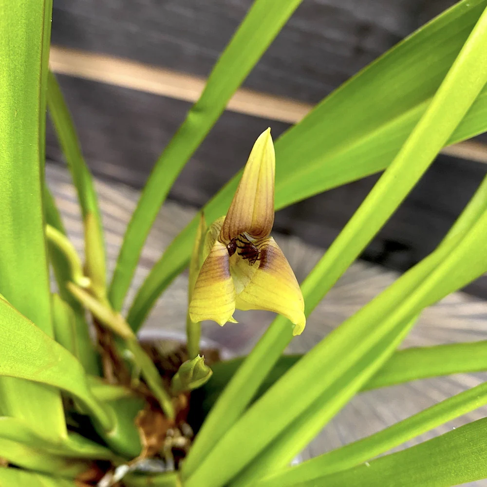 Trigonidium Obtusum (Maxillaria obtusa)