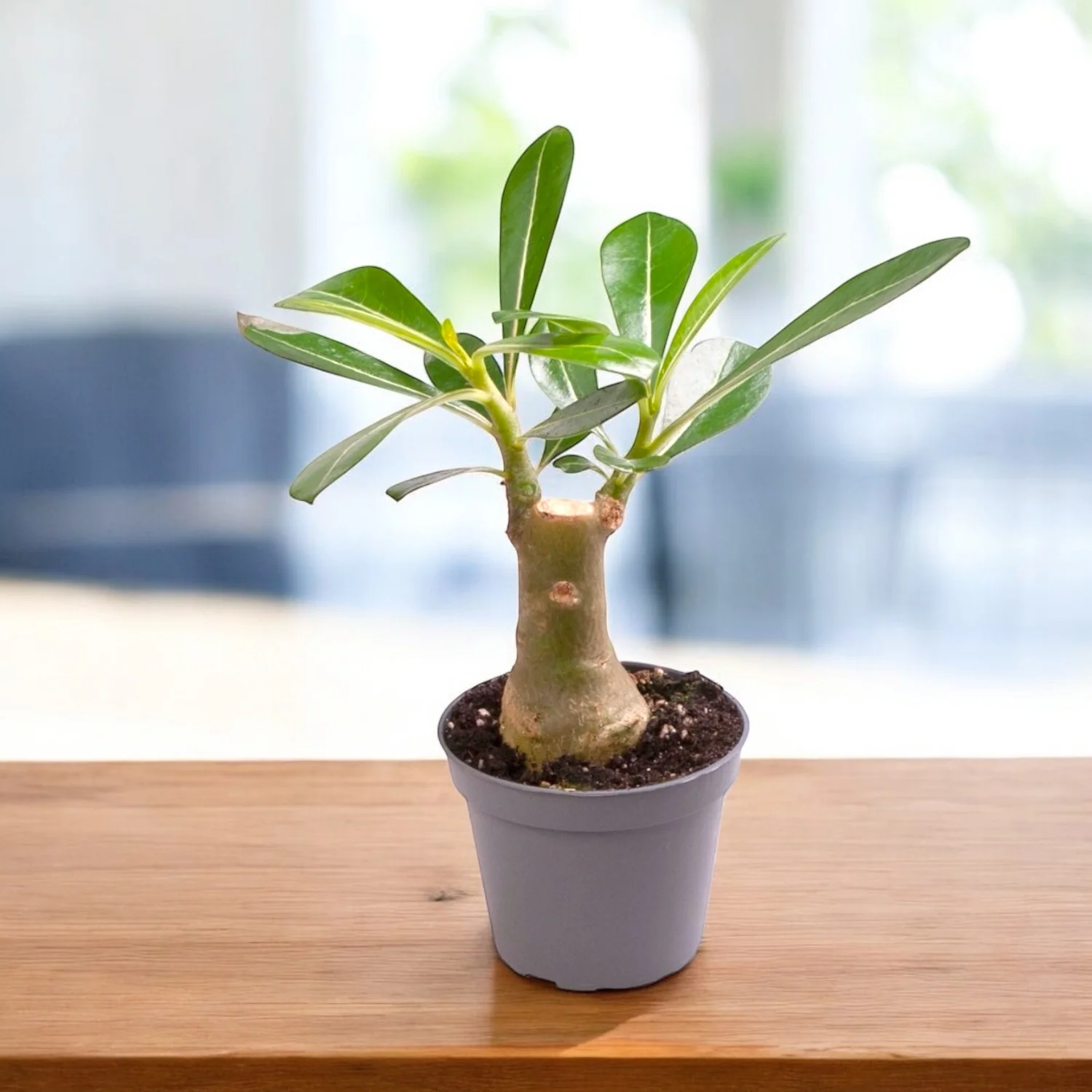 Trandafirul desertului – Adenium Obesum (babyplant)