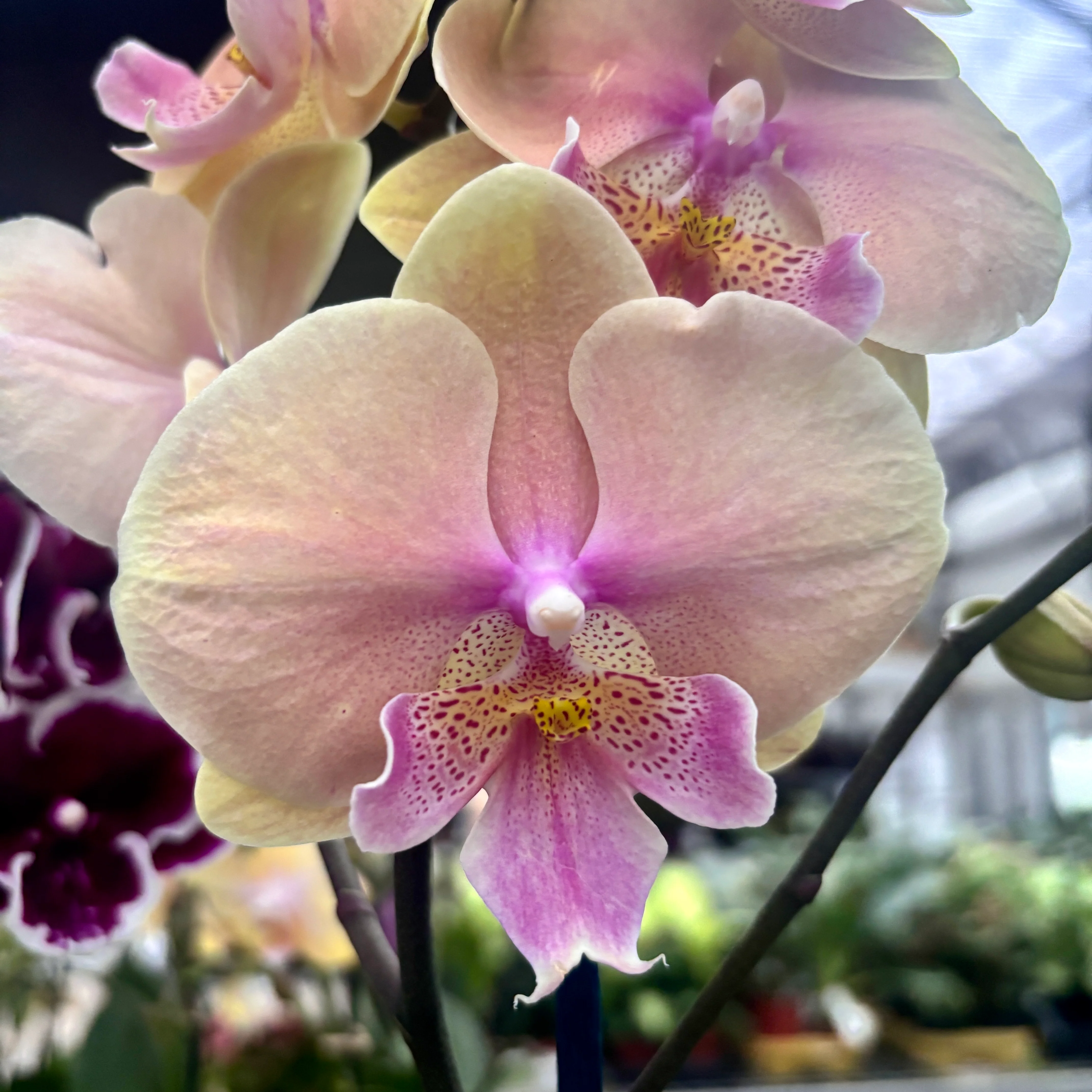 Phalaenopsis Pastello Kiss (big lip)