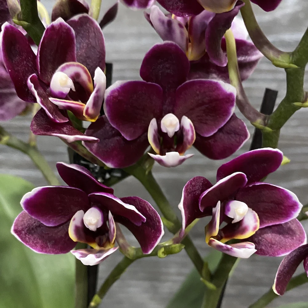 Phalaenopsis Black Pearl