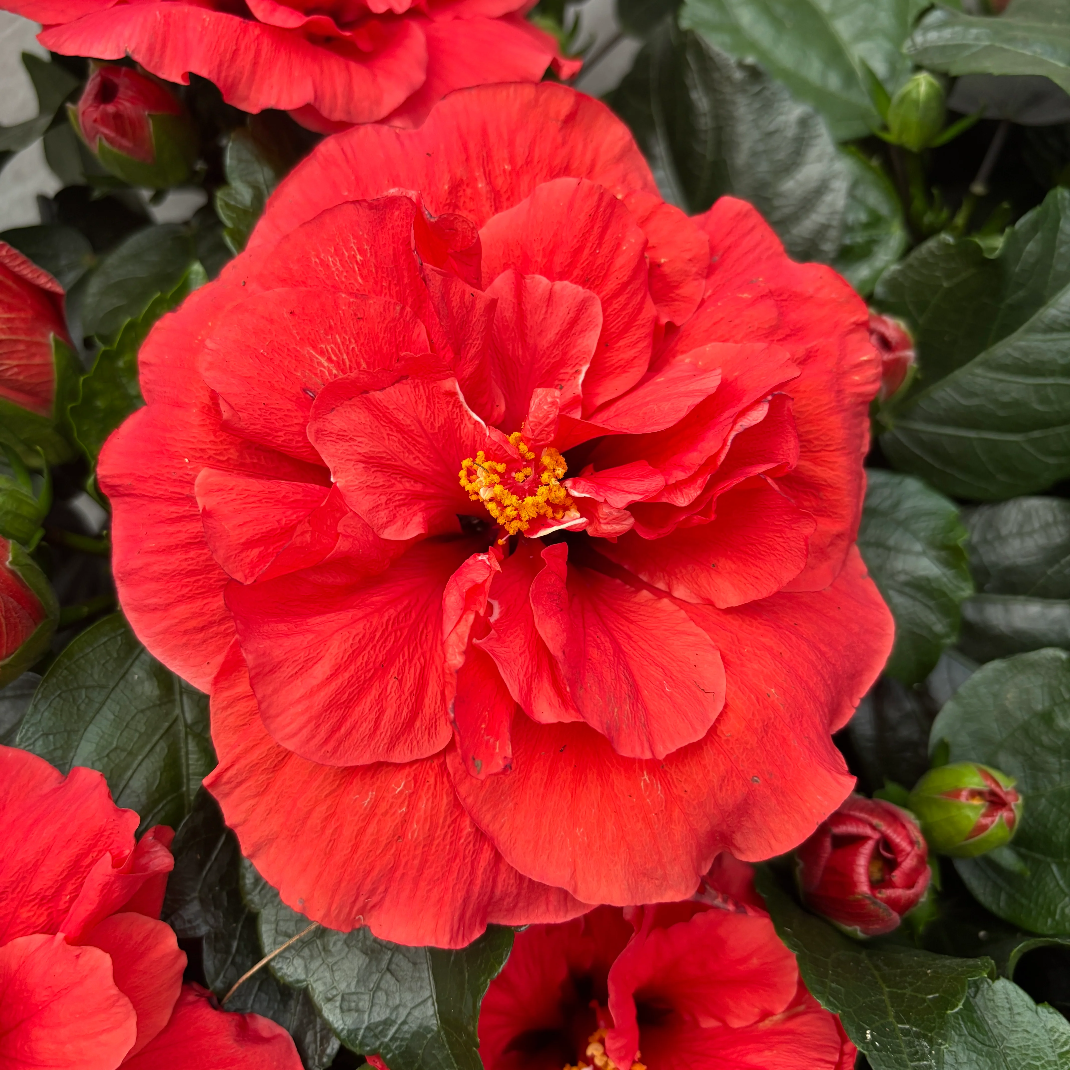 Hibiscus Adonicus 'Double Orange’- flori duble XL (2-3 plante/ghiveci)