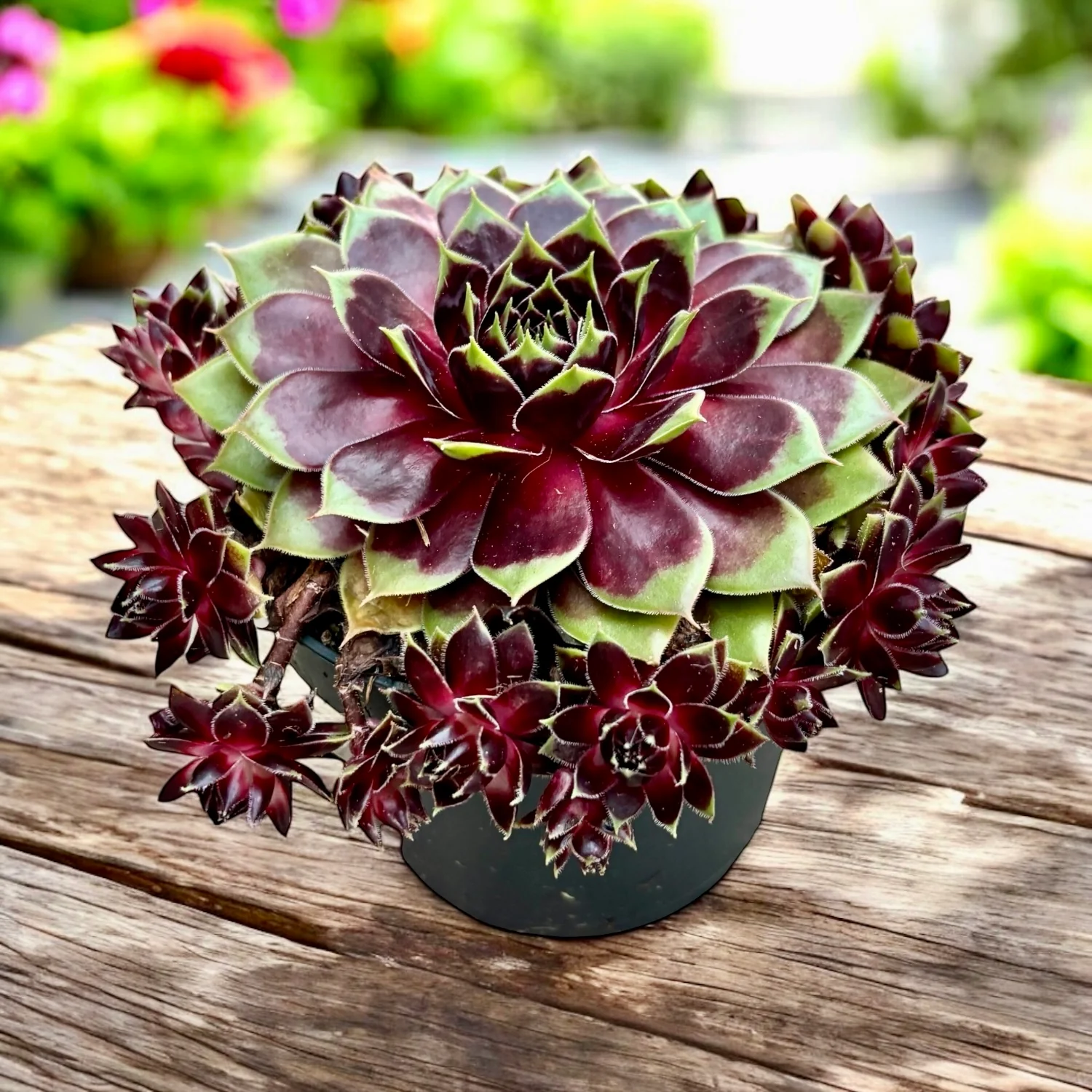 Sempervivum 'Coconut Crystal’ (Planta Urechelnita)