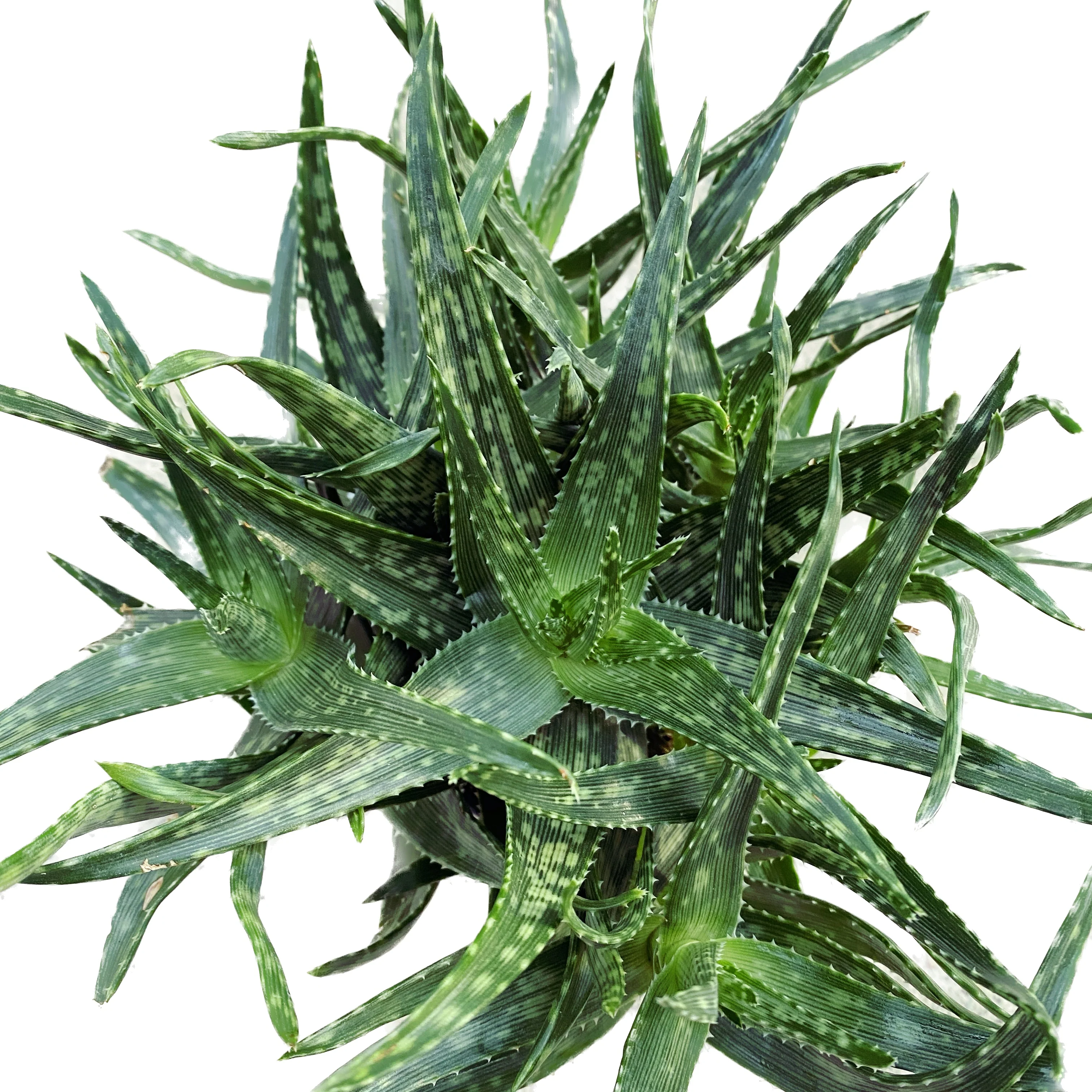 Aloe Mint Stripes
