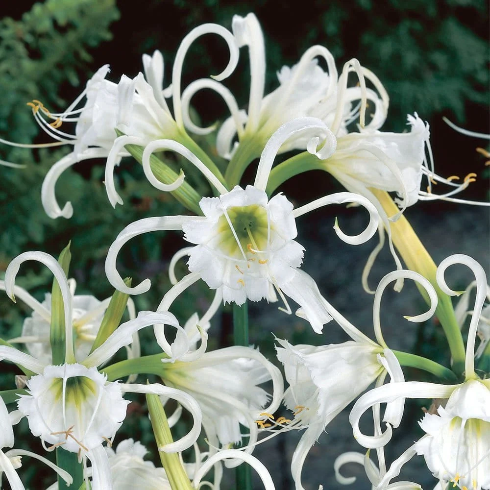 Hymenocallis festalis – Crinul Paianjan