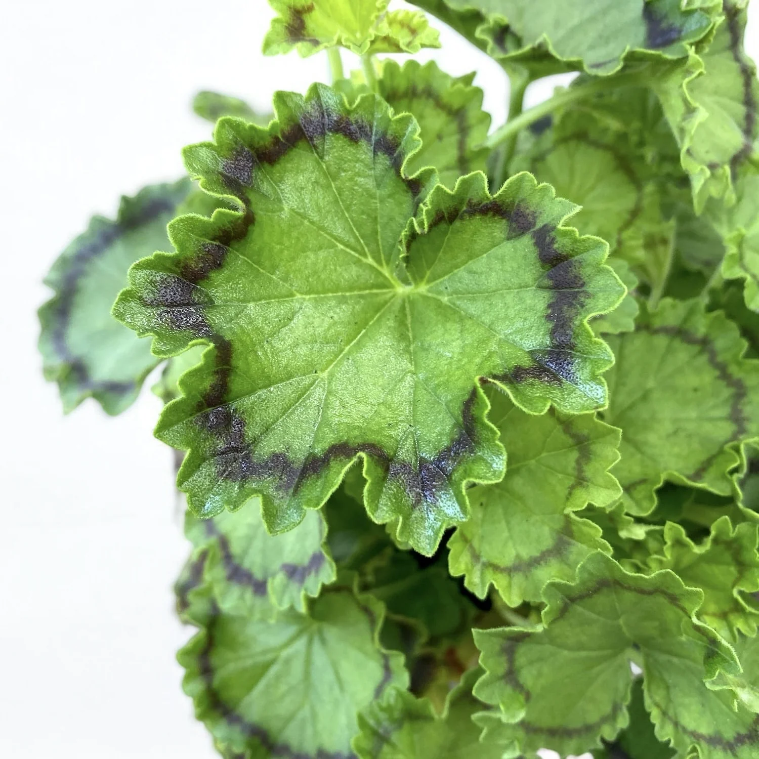 Pelargonium ‘Distinction’ (muscate cu frunze colorate)