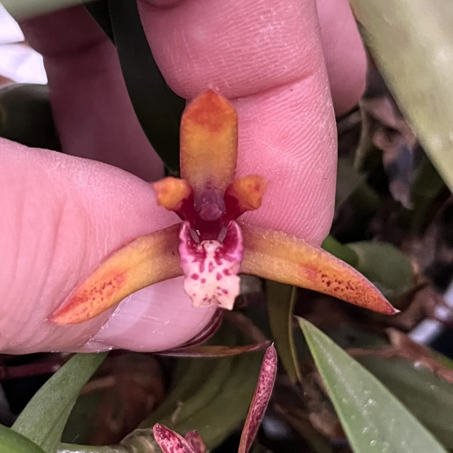 Maxillaria 'Wolf’ (Picta x schunkeana) *parfumata
