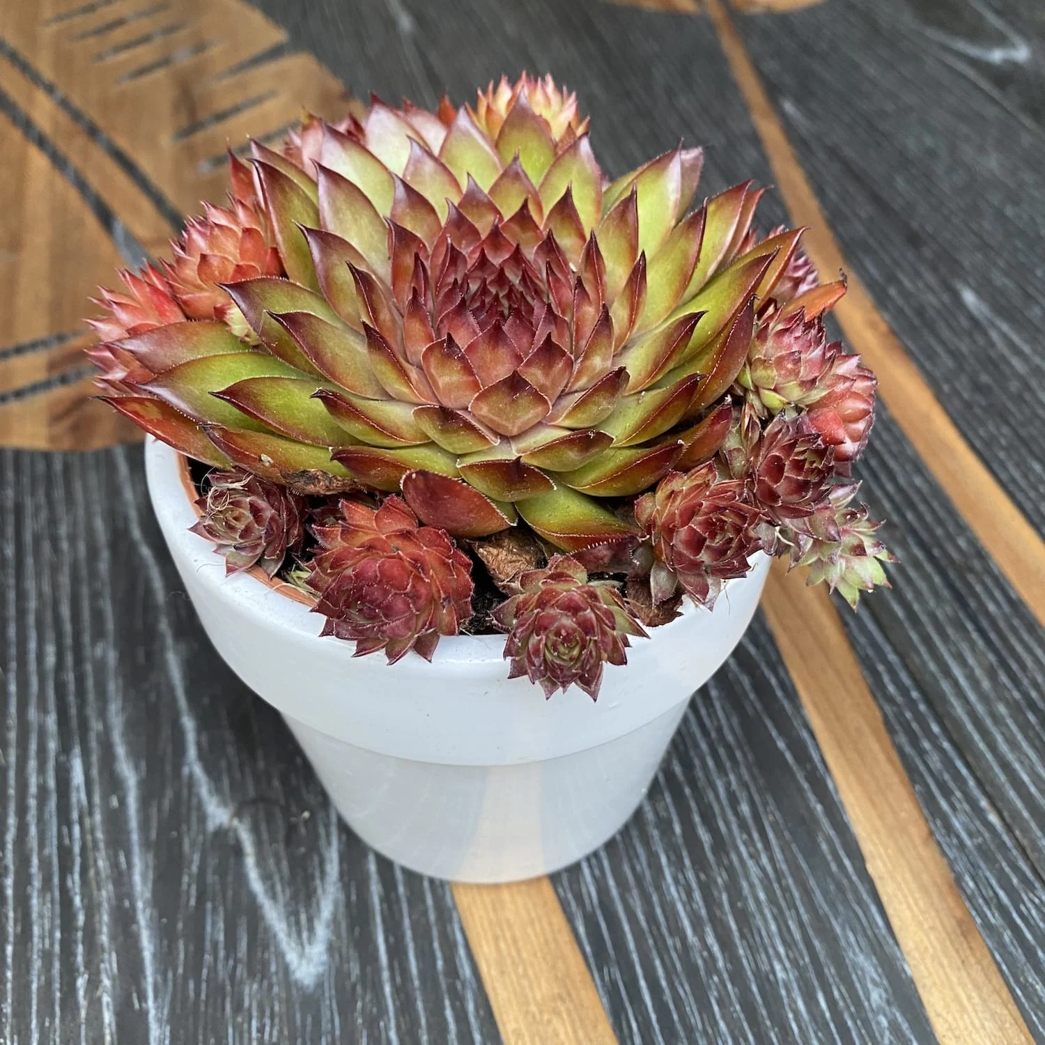 Sempervivum 'Riga Dark Purple’ – Planta Urechelnita