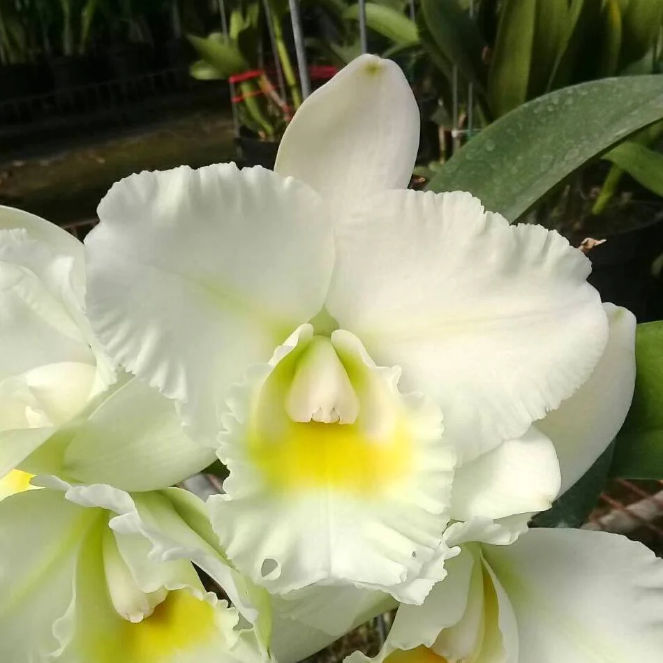 Rth. Shinfong White Charm 'White Rose’ parfumata
