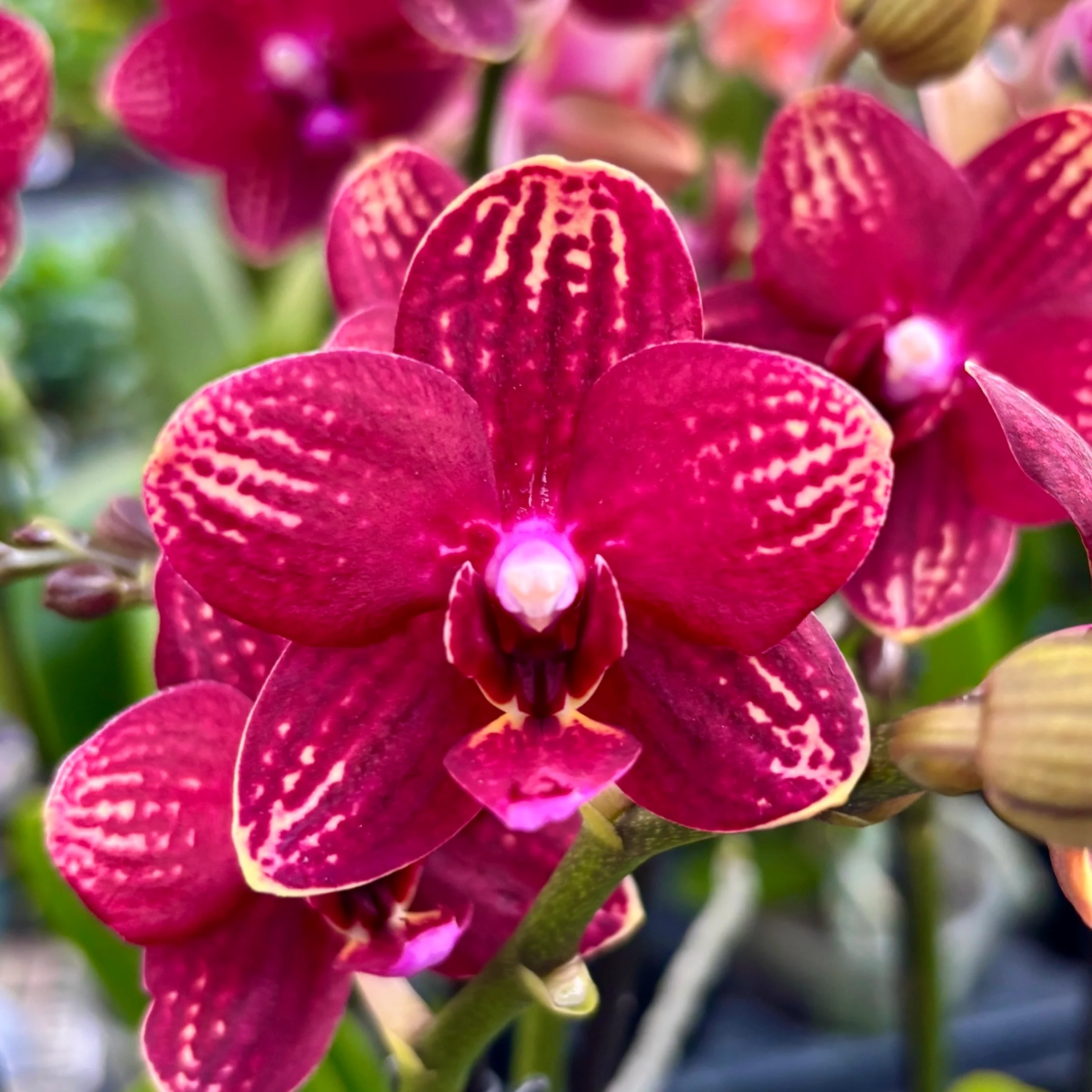 Phalaenopsis Reyoung Miley – flori parfumate