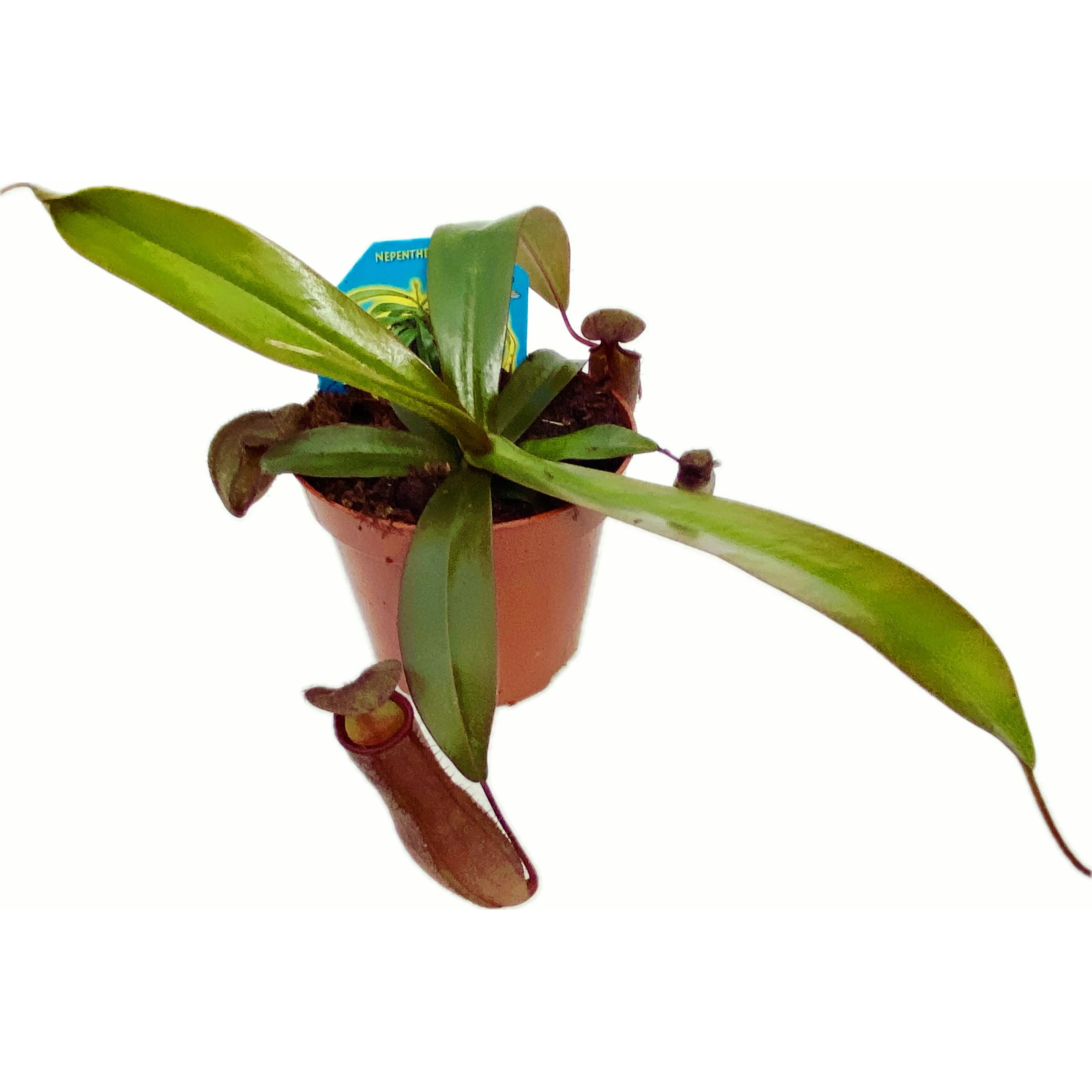 Nepenthes hibrid – planta carnivora