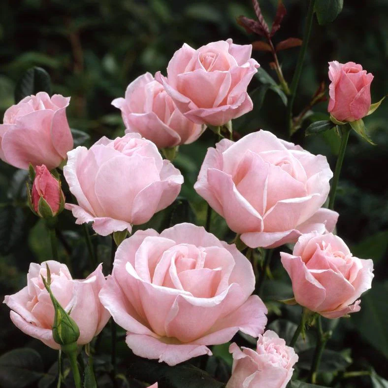 Rosa 'Queen Elizabeth’® – Trandafir teahibrid, flori mari parfumate