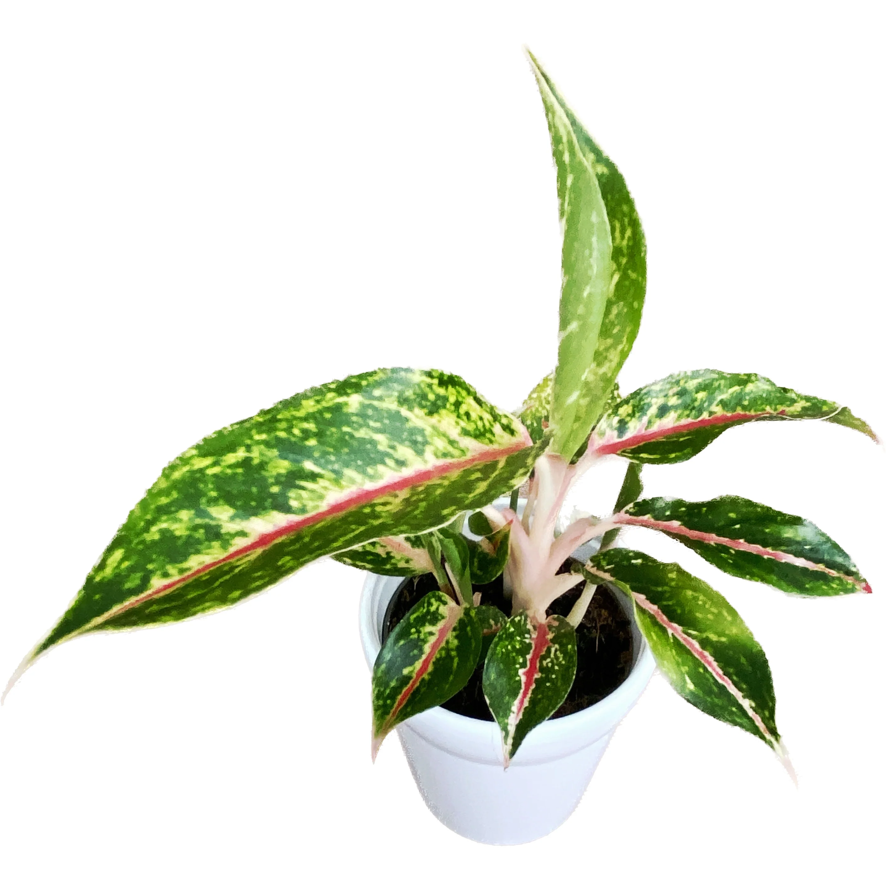 Aglaonema 'Cocomelon’ D9