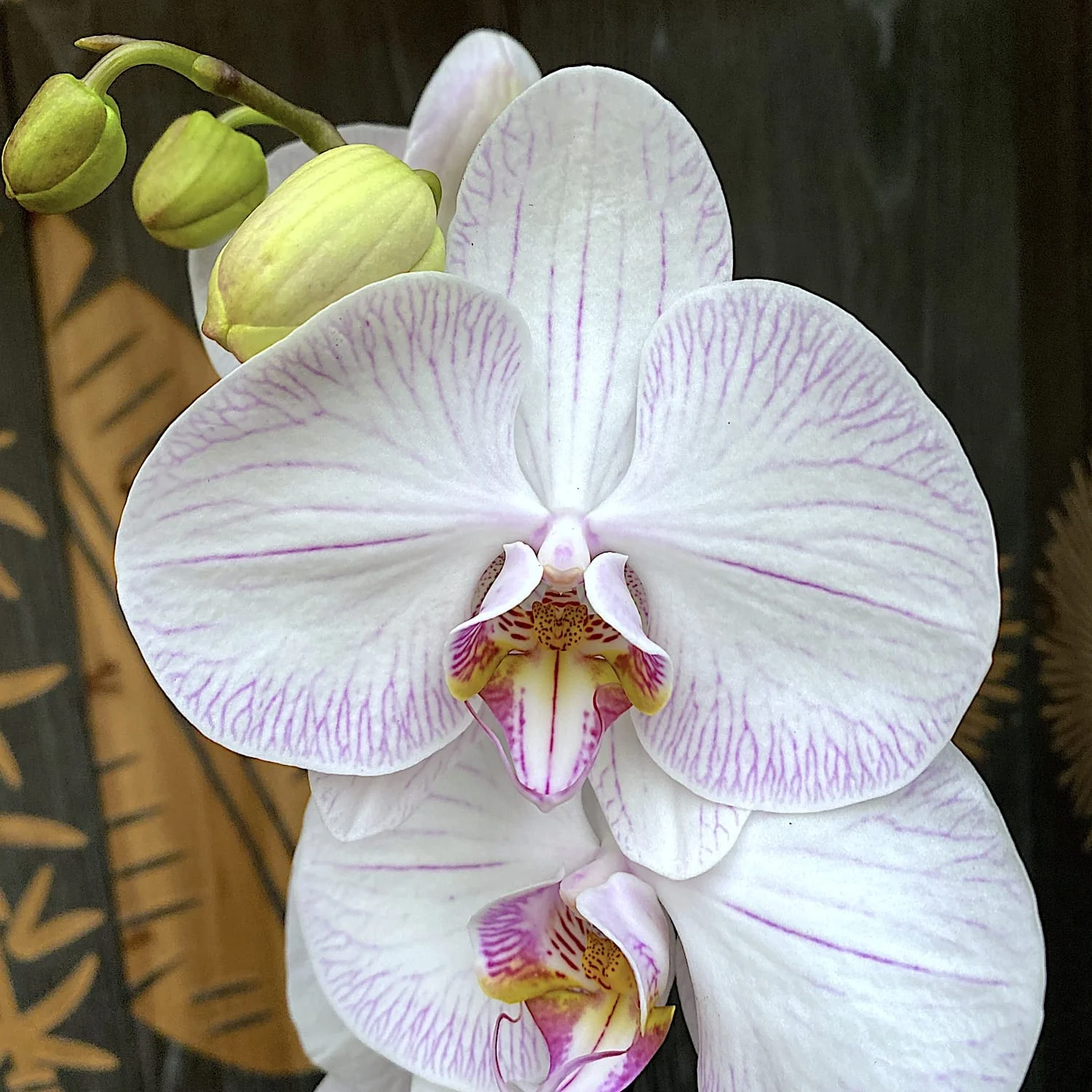 Phalaenopsis 'True Love’