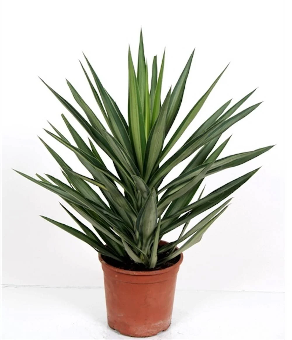 Yucca elephantipes 'Elmila’ – Copacul Mayas (arborele vietii)