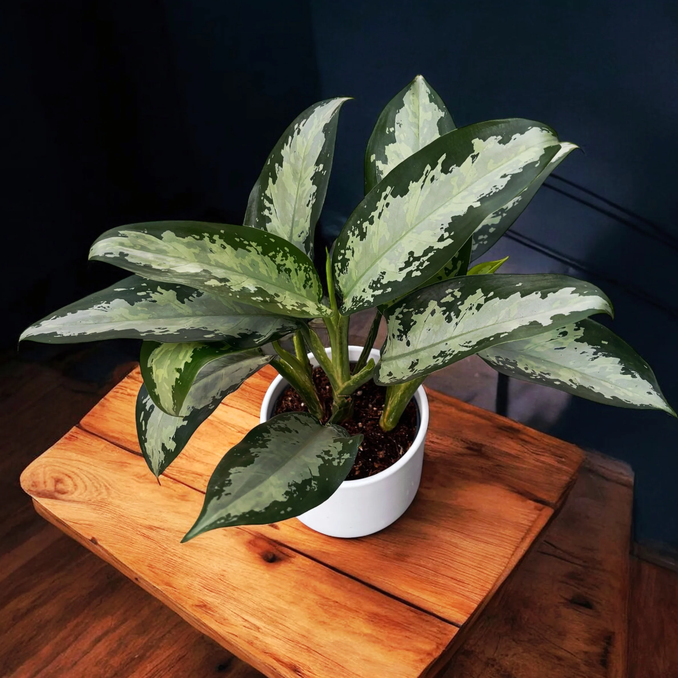 Aglaonema 'Jubilee Petit’