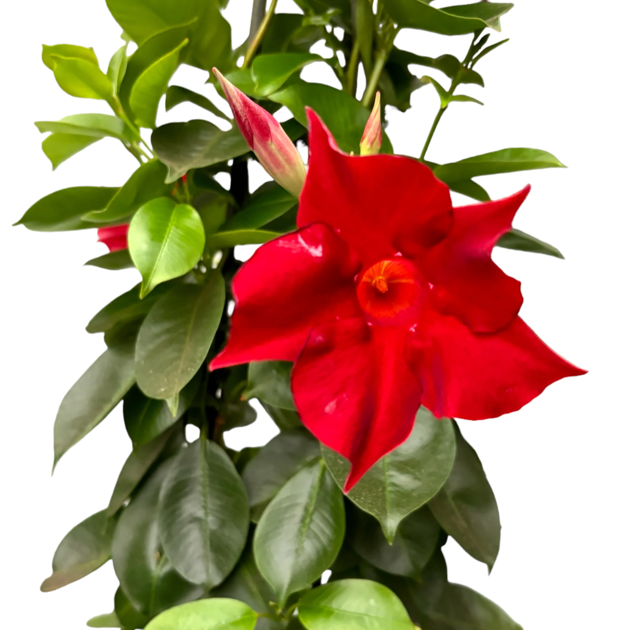 Mandevilla Sundaville Red – Dipladenia (flori parfumate)