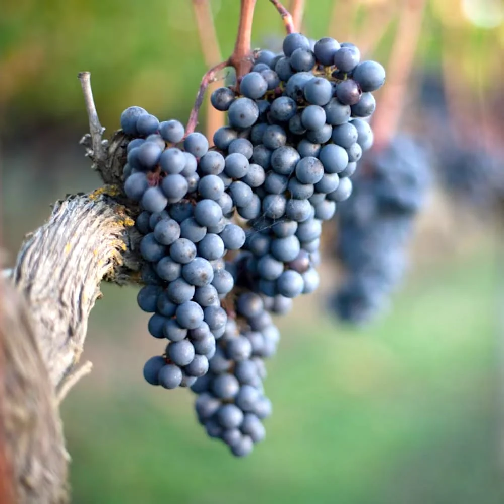 Vita de vie – Vitis vinifera 'Merlot’