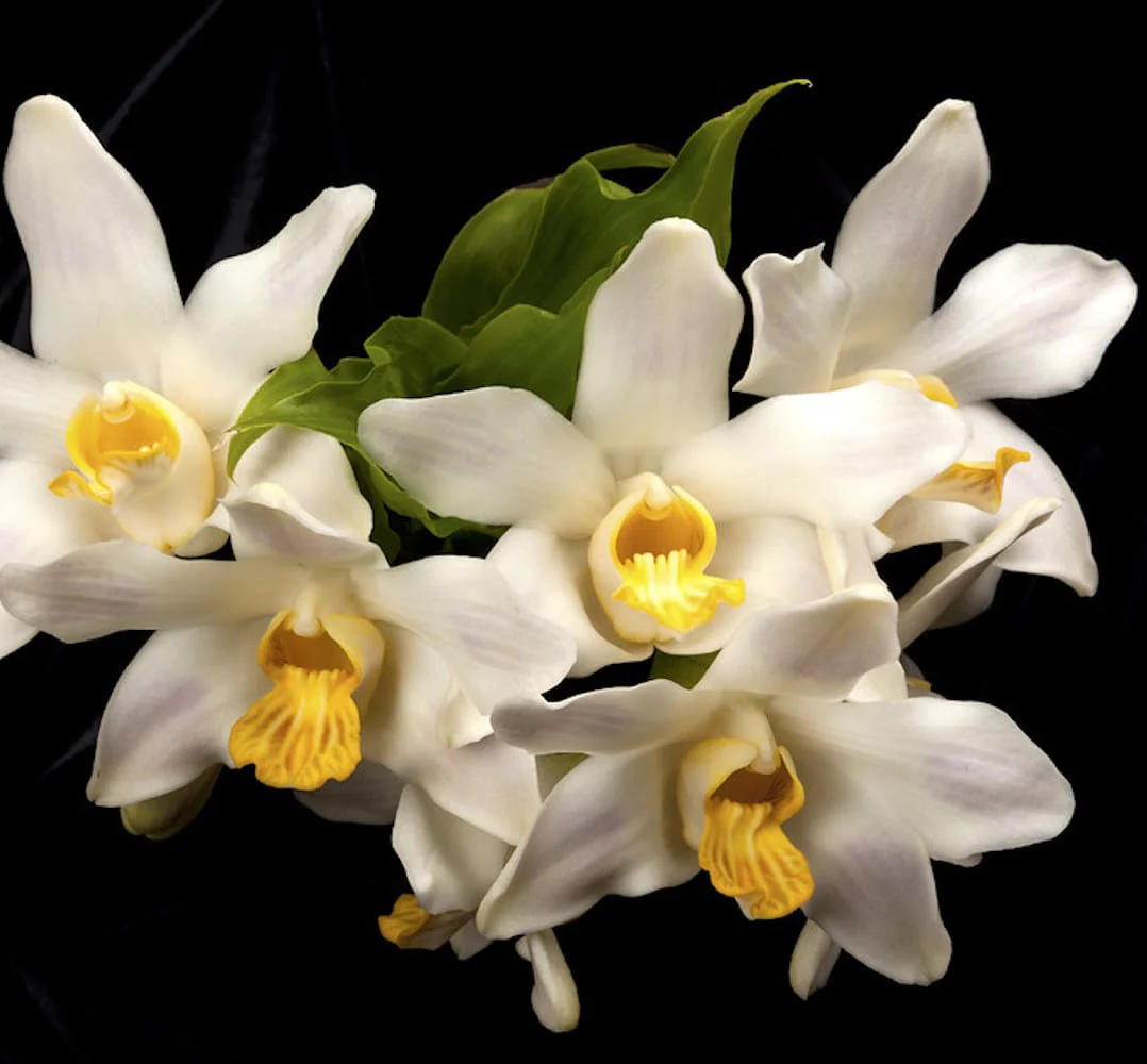 Chysis bractescens *parfumat