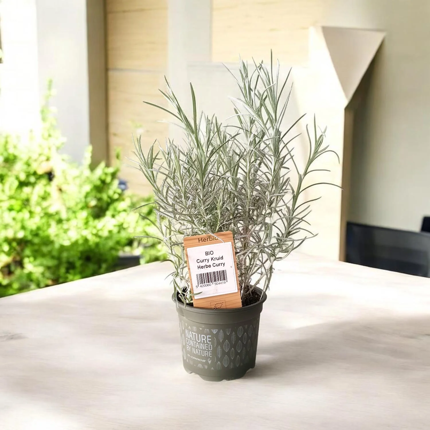Helichrysum italicum – planta curry