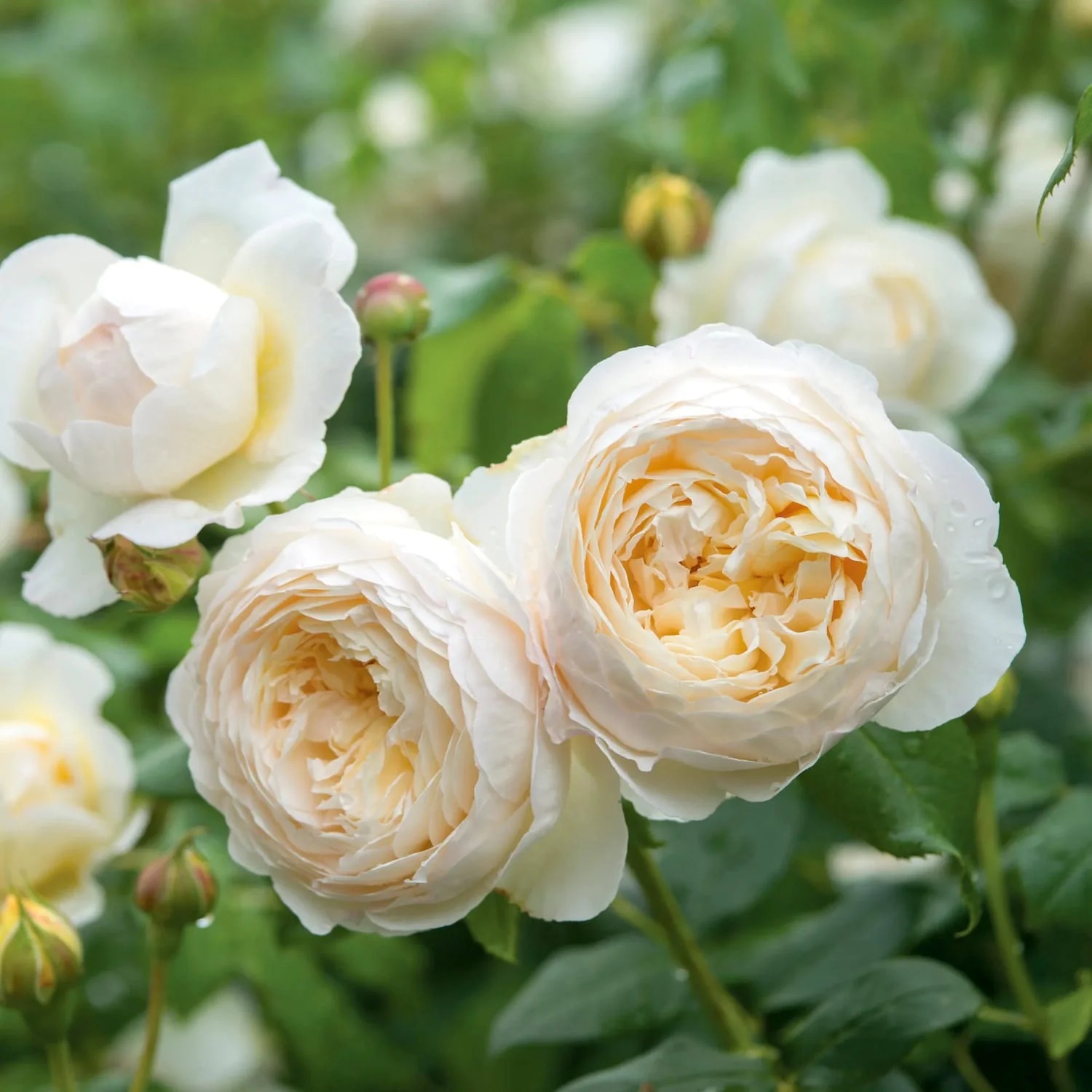 Rosa ‘Claire Austin’® – Trandafir englezesc catarator hibridat de David Austin