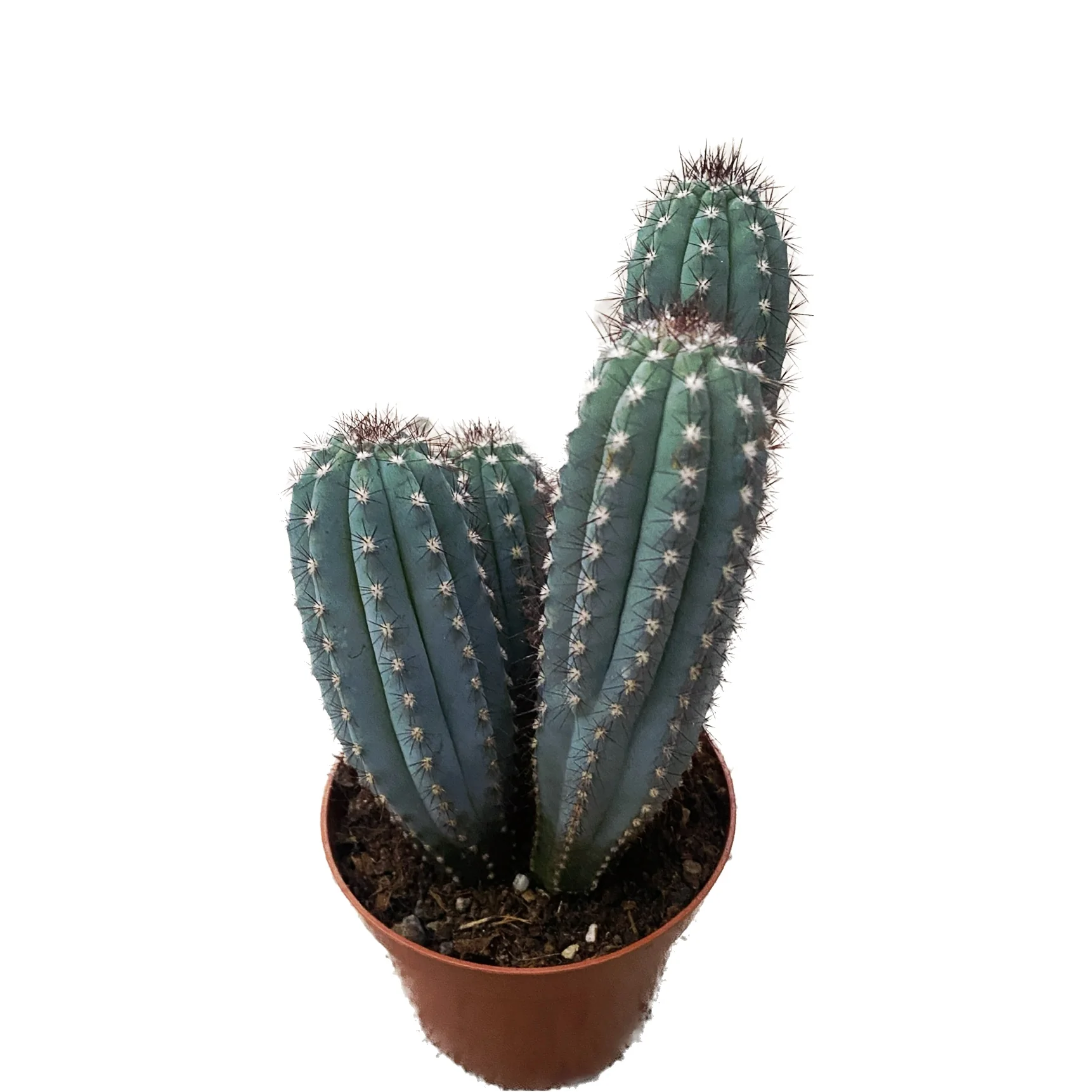 Pilosocereus bradei